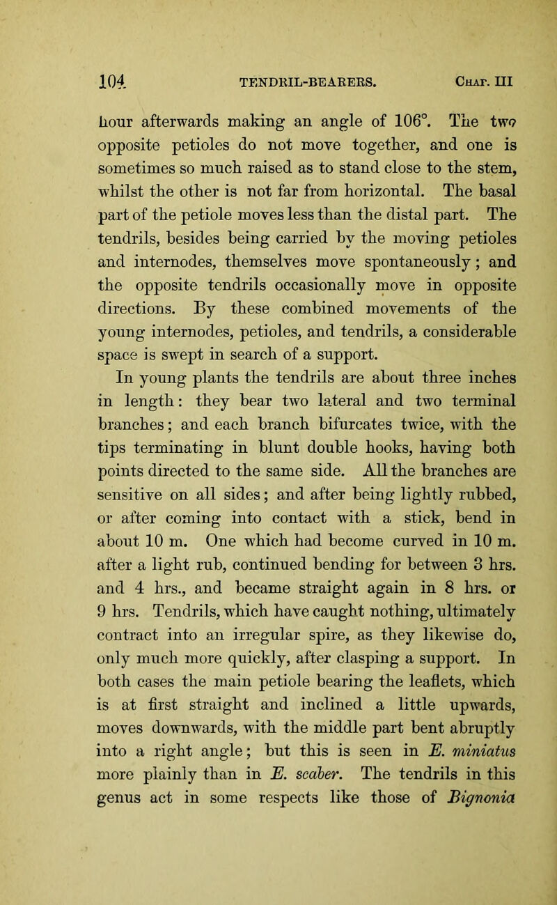 hour afterwards making an angle of 106°. The tw<? opposite petioles do not move together, and one is sometimes so much raised as to stand close to the stem, whilst the other is not far from horizontal. The basal part of the petiole moves less than the distal part. The tendrils, besides being carried by the moving petioles and internodes, themselves move spontaneously; and the opposite tendrils occasionally move in opposite directions. By these combined movements of the young internodes, petioles, and tendrils, a considerable space is swept in search of a support. In young plants the tendrils are about three inches in length: they bear two lateral and two terminal branches; and each branch bifurcates twice, with the tips terminating in blunt double hooks, having both points directed to the same side. All the branches are sensitive on all sides; and after being lightly rubbed, or after coming into contact with a stick, bend in about 10 m. One which had become curved in 10 m. after a light rub, continued bending for between 3 hrs. and 4 hrs., and became straight again in 8 hrs. or 9 hrs. Tendrils, which have caught nothing, ultimately contract into an irregular spire, as they likewise do, only much more quickly, after clasping a support. In both cases the main petiole bearing the leaflets, which is at first straight and inclined a little upwards, moves downwards, with the middle part bent abruptly into a right angle; but this is seen in E. miniatus more plainly than in E. scaber. The tendrils in this genus act in some respects like those of Bignonia