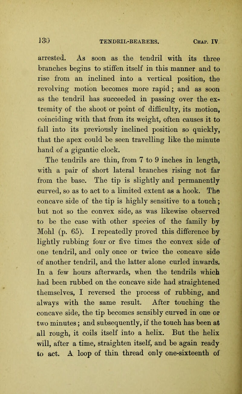 arrested. As soon as the tendril with, its three branches begins to stiffen itself in this manner and to rise from an inclined into a vertical position, the revolving motion becomes more rapid; and as soon as the tendril has succeeded in passing over the ex- tremity of the shoot or point of difficulty, its motion, coinciding with that from its weight, often causes it to fall into its previously inclined position so quickly, that the apex could be seen travelling like the minute hand of a gigantic clock. The tendrils are thin, from 7 to 9 inches in length, with a pair of short lateral branches rising not far from the base. The tip is slightly and permanently curved, so as to act to a limited extent as a hook. The concave side of the tip is highly sensitive to a touch; but not so the convex side, as was likewise observed to be the case with other species of the family by Mohl (p. 65). I repeatedly proved this difference by lightly rubbing four or five times the convex side of one tendril, and only once or twice the concave side of another tendril, and the latter alone curled inwards. In a few hours afterwards, when the tendrils which had been rubbed on the concave side had straightened themselves, I reversed the process of rubbing, and always with the same result. After touching the concave side, the tip becomes sensibly curved in one or two minutes; and subsequently, if the touch has been at all rough, it coils itself into a helix. But the helix will, after a time, straighten itself, and be again ready to act. A loop of thin thread only one-sixteenth of