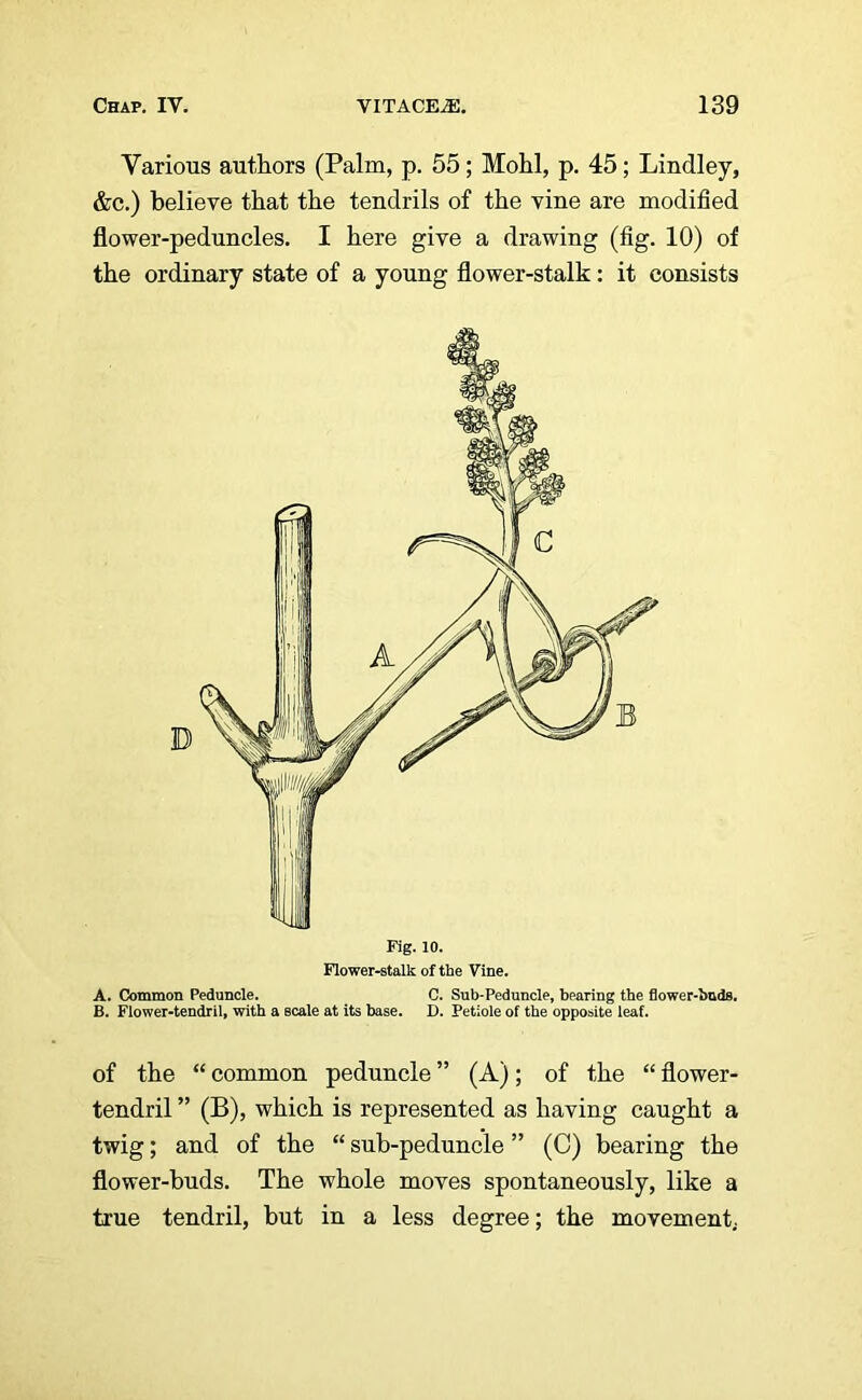 Various authors (Palm, p. 55; Mohl, p. 45; Lindley, &c.) believe that the tendrils of the vine are modified flower-peduncles. I here give a drawing (fig. 10) of the ordinary state of a young flower-stalk: it consists Fig. 10. Flower-stalk of the Vine. A. Common Peduncle. C. Sub-Peduncle, bearing the flower-buds. B. Flower-tendril, with a scale at its base. D. Petiole of the opposite leaf. of the “ common peduncle ” (A); of the “ flower- tendril ” (B), which is represented as having caught a twig; and of the “ sub-peduncle ” (C) bearing the flower-buds. The whole moves spontaneously, like a true tendril, but in a less degree; the movement;