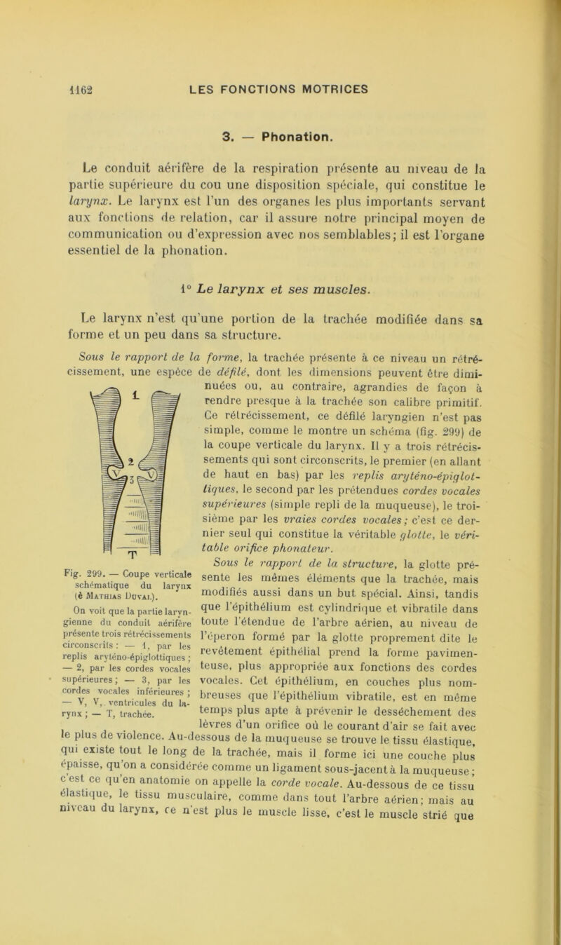3. — Phonation. Le conduit aérifère de la respiration présente au niveau de la partie supérieure du cou une disposition spéciale, qui constitue le larynx. Le larynx est l’un des organes les plus importants servant aux fonctions de relation, car il assure notre principal moyen de communication ou d’expression avec nos semblables; il est l’organe essentiel de la phonation. 1“ Le larynx et ses muscles. Le larynx n’est qu’une portion de la trachée modifiée dans sa forme et un peu dans sa structui-e. Sous le rapport de la forme, la trachée présente à ce niveau un rétré- cissement, une espèce de défilé, dont les dimensions peuvent être dimi- nuées ou, au contraire, agrandies de façon à rendre presque à la trachée son calibre primitif. Ce rétrécissement, ce défilé laryngien n’est pas simple, comme le montre un schéma (fig. 29'J) de la coupe verticale du larynx. II y a trois rétrécis- sements qui sont circonscrits, le premier (en allant de haut en bas) par les replis aryténo-épiglot- tiques, le second par les prétendues cordes vocales supérieures (simple repli de la muqueuse), le troi- sième par les vraies cordes vocales; c’est ce der- nier seul qui constitue la véritable glotte, le véri- table orifice phonateur. Sous le rapport de la structure, la glotte pré- mêmes éléments que la trachée, mais (è Mathias Oovai.), modifiés aussi dans un but spécial. Âinsi, tandis On voit que la partie laryn- l’épithélium est Cylindrique et vibratile dans gienne du conduit aérifère toute 1 étendue de l’arbre aérien, au niveau de présente trois rétrécissements l’éperon formé par la glotte proprement dite le r.irmnsn il« • { nni' , » r revêtement epithélial prend la forme pavimen- teuse, plus appropriée aux fonctions des cordes vocales. Cet épithélium, en couches plus nom- breuses que l’épithélium vibratile, est en môme temps plus apte à prévenir le dessèchement des lèvres d’un orifice où le courant d’air se fait avec le plus de violence. Au-dessous de la muqueuse se trouve le tissu élastique, qui existe tout le long de la trachée, mais il forme ici une couche plus épaisse, qu’on a considérée comme un ligament sous-jacent à la muqueuse • c est ce qu’en anatomie on appelle la corde vocale. Au-dessous de ce tissJ élastique, le tissu musculaire, comme dans tout l’arbre aérien; mais au niveau du larynx, ce n’est plus le muscle lisse, c’est le muscle strié que circonscrils : — 1, par les replis aryléno-épigloltiques ; — 2, par les cordes vocales supérieures ; — 3, par les cordes vocales inférieures ; — V, V, ventricules du la- rynx ; — ï, trachée.