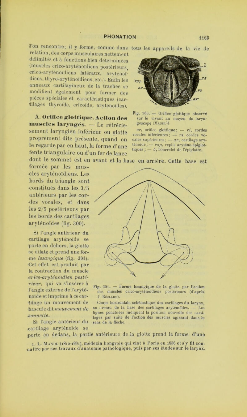 Ion rencontre; il y forme, comme dans relation, des corps musculaires nettement délimités et à fonctions bien déterminées (muscles crico-aryténoïdiens postérieurs crico-aryténoïdiens latéraux, aryténoï- diens, thyro-aryténoïdiens, etc.). Enfin les anneaux cartilagineux de la trachée se modifient également pour former des pièces spéciales et caractéristiques (car- tilages thyroïde, cricoïde, aryténoïdes). tous les appareils de la vie de A. Oi ilice $irIottique. Action des iiuisclcs laryiigrés. — Le rétrécis- sement laryngien inférieur ou glotte proprement dite présente, quand on le regarde par en haut, la forme d’une fente triangulaire ou d’un fer de lance Fig^. nno. — Orifice gloltique observé sur le vivant au moyen du laryn- goscope (Mandi.i). or, orifice gloUique; — ri, cordes vocales inférieures; — rs, cordes vo- cales supérieures ; — ar, cartilage ary- ténoïde; — rap, replis aryténo-épiglot- tiques ; — b, bourrelet de l'épiglotte. dont le sommet est en avant et la hase en arrière. Cette base est formée par les mus- cles aryténoidiens. Les bords du triangle sont -constitués dans les 3/5 antérieurs par les cor- des vocales, et dans les 2/5 postérieurs par les bords des cartilages •aryténoïdes (tig. 300). Si l’angle antérieur du cartilage aryténoïde se porte en dehors, la glotte se dilate et prend une for- me losangique (fig. 301). •Cet effet est produit par la contraction du muscle ■crico-arylénoidien posté- rieur, qui va s insérer a l'angle externe de l’aryté- noïde et imprime à ce car- tilage un mouvement de bascule dit mouvement de sonnette. Si l’angle antérieur du Fig. .'îOI. — Forme losangique de la glotte par l’action des muscles crico-aryténoïdiens postérieurs (d’après ,1. BéOI.AUD). Coupe horizontale schématique des cartilages du larynx, au niveau de la base des cartilages aryténo'ïdes. — Les lignes ponctuées indiquent la position nouvelle des carti- lages par suite de l’action des muscles agissant dans le sens de la flèche. cartilage aryténoïde se porte en dedans, la partie antérieure de la glotte prend la forme d’une 1, L. Manul (1812-1881), médecin hongrois qui vint à Paris en i836 et s’y fit con- naître par ses travaux d’anatomie pathologique, puis par ses études sur le larynx.