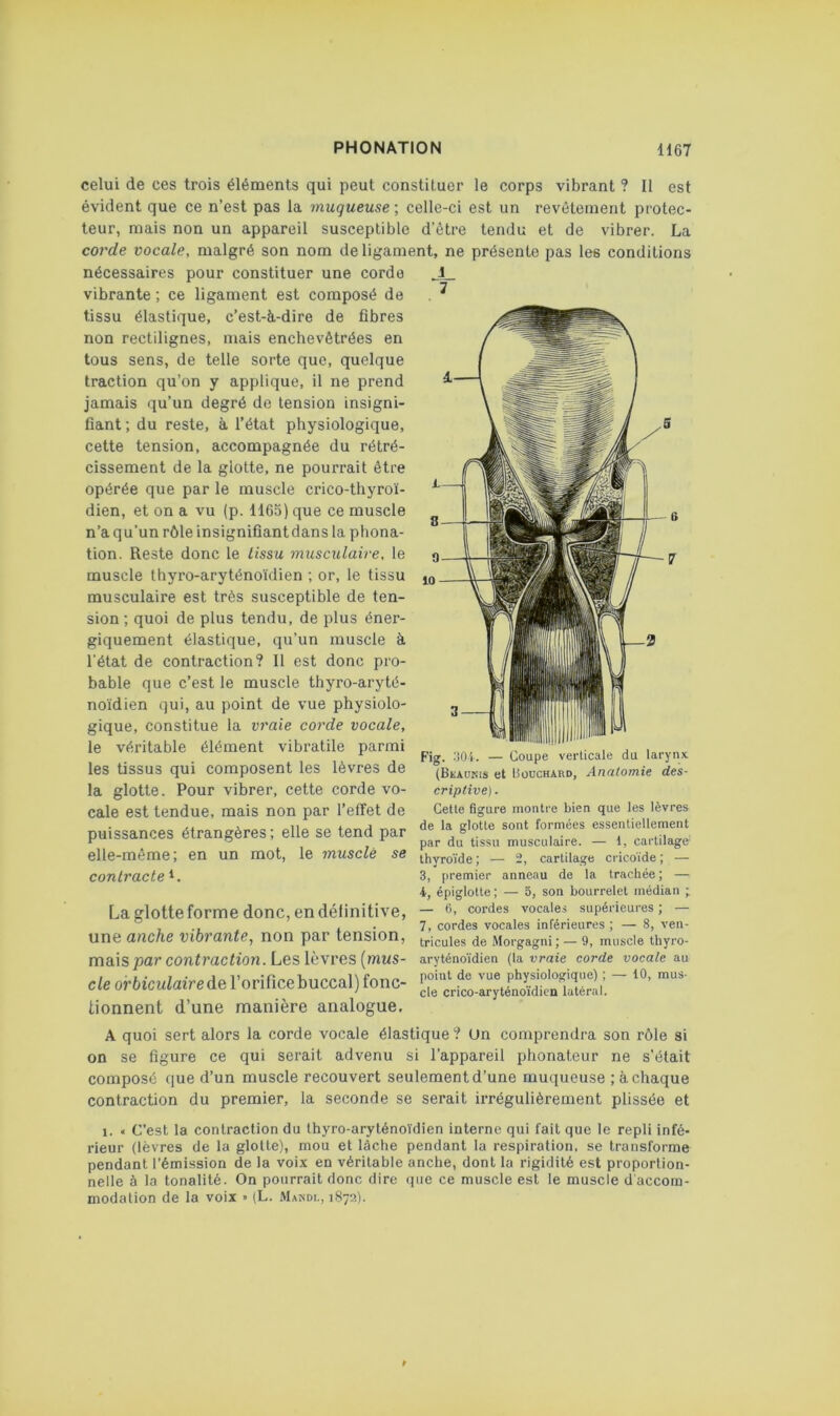 X. 7 celui de ces trois éléments qui peut constituer le corps vibrant ? Il est évident que ce n’est pas la muqueuse ; celle-ci est un revêtement protec- teur, mais non un appareil susceptible d’être tendu et de vibrer. La corde vocale, malgré son nom de ligament, ne présente pas les conditions nécessaires pour constituer une corde vibrante ; ce ligament est composé de tissu élastique, c’est-à-dire de fibres non rectilignes, mais enchevêtrées en tous sens, de telle sorte que, quelque traction qu’on y applique, il ne prend jamais qu’un degré de tension insigni- fiant ; du reste, à l’état physiologique, cette tension, accompagnée du rétré- cissement de la glotte, ne pourrait être opérée que par le muscle crico-thyroï- dien, et on a vu (p. 1165) que ce muscle n’a qu’un rôle insignifiant dans la phona- tion. Reste donc le tissu musculaire, le muscle thyro-aryténoidien ; or, le tissu musculaire est très susceptible de ten- sion ; quoi de plus tendu, de plus éner- giquement élastique, qu’un muscle à l’état de contraction? Il est donc pro- bable que c’est le muscle thyro-aryté- noïdien qui, au point de vue physiolo- gique, constitue la vraie corde vocale, le véritable élément vibi'atile parmi les tissus qui composent les lèvres de la glotte. Pour vibrer, cette corde vo- cale est tendue, mais non par l’effet de puissances étrangères ; elle se tend par elle-même; en un mot, le musclé se contracte La glotte forme donc, en définitive, une anche vibrante, non par tension, mais par contraction. Les lèvres {mus- cle oirbiculairede l’oritice buccal) fonc- tionnent d’une manière analogue. Fig. ‘iO'i-. — Coupe verticale du laryn.v. (Bkaukis et Bouchard, Analomie des- criptive). Cette figure montre bien que les lèvres de la glotte sont formées essentiellement par du tissu musculaire. — 1, cartilage' thyroïde ; — 2, cartilage cricoïde ; — 3, premier anneau de la trachée ; — 4, épiglotte; — 5, son bourrelet médian ; — 6, cordes vocales supérieures ; — 7, cordes vocales inférieures ; — 8, ven- tricules de Morgagni ; — 9, muscle thyro- aryténoïdien (la vraie corde vocale au point de vue physiologique) ; — 10, mus- cle crico-aryténoïdien latéral. A quoi sert alors la corde vocale élastique ? Un comprendra son rôle si on se figure ce qui serait advenu si l’appareil phonateur ne s’était composé que d’un muscle recouvert seulement d’une muqueuse ; à chaque contraction du premier, la seconde se serait irrégulièrement plissée et 1. « C’est la contraction du thyro-aryténoïdien interne qui fait que le repli infé- rieur (lèvres de la glotte), mou et lâche pendant la respiration, se transforme pendant l’émission de la voix en véritable anche, dont la rigidité est proportion- nelle à la tonalité. On pourrait donc dire ijiie ce muscle est le muscle d'accom- modation de la voix • (L. Makdi,, 187;?).