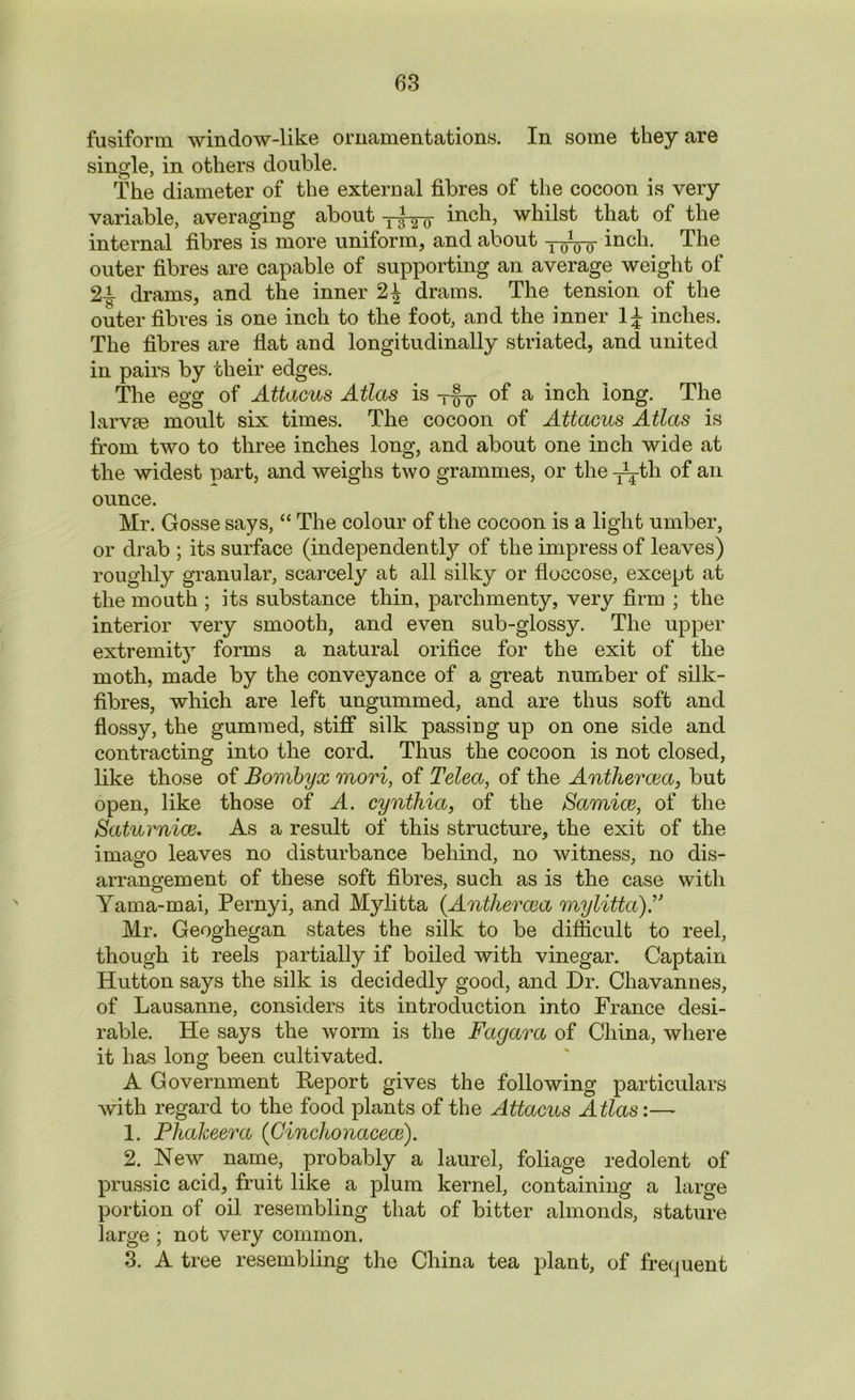 fusiform window-like ornamentations. In some they are single, in others double. The diameter of the external fibres of the cocoon is very variable, averaging about inch, whilst that of the internal fibres is more uniform, and about yqVo ^nc^- The outer fibres are capable of supporting an average weight of 2-i- drams, and the inner 2£ drams. The tension of the outer fibres is one inch to the foot, and the inner inches. The fibres are flat and longitudinally striated, and united in pairs by their edges. The egg of Attacus Atlas is of a inch long. The larvse moult six times. The cocoon of Attacus Atlas is from two to three inches long, and about one inch wide at the widest part, and weighs two grammes, or the -^th of an ounce. Mr. Gosse says, “ The colour of the cocoon is a light umber, or drab ; its surface (independently of the impress of leaves) roughly granular, scarcely at all silky or floccose, except at the mouth ; its substance thin, parchmenty, very firm ; the interior very smooth, and even sub-glossy. The upper extremity forms a natural orifice for the exit of the moth, made by the conveyance of a great number of silk- fibres, which are left ungummed, and are thus soft and flossy, the gummed, stiff silk passing up on one side and contracting into the cord. Thus the cocoon is not closed, like those of Bombyx mori, of Telea, of the Anthercea, but open, like those of A. cynthia, of the Samice, of the Saturnice. As a result of this structure, the exit of the imago leaves no disturbance behind, no witness, no dis- arrangement of these soft fibres, such as is the case with Yama-mai, Pernyi, and Mylitta {Antliercea mylitta).,> Mr. Geoghegan states the silk to be difficult to reel, though it reels partially if boiled with vinegar. Captain Hutton says the silk is decidedly good, and Dr. Chavannes, of Lausanne, considers its introduction into France desi- rable. He says the worm is the Fagara of China, where it has long been cultivated. A Government Report gives the following particulars with regard to the food plants of the Attacus Atlas:— 1. Phakeera {Cinclionacece). 2. New name, probably a laurel, foliage redolent of prussic acid, fruit like a plum kernel, containing a large portion of oil resembling that of bitter almonds, stature large ; not very common. 3. A tree resembling the China tea plant, of frequent