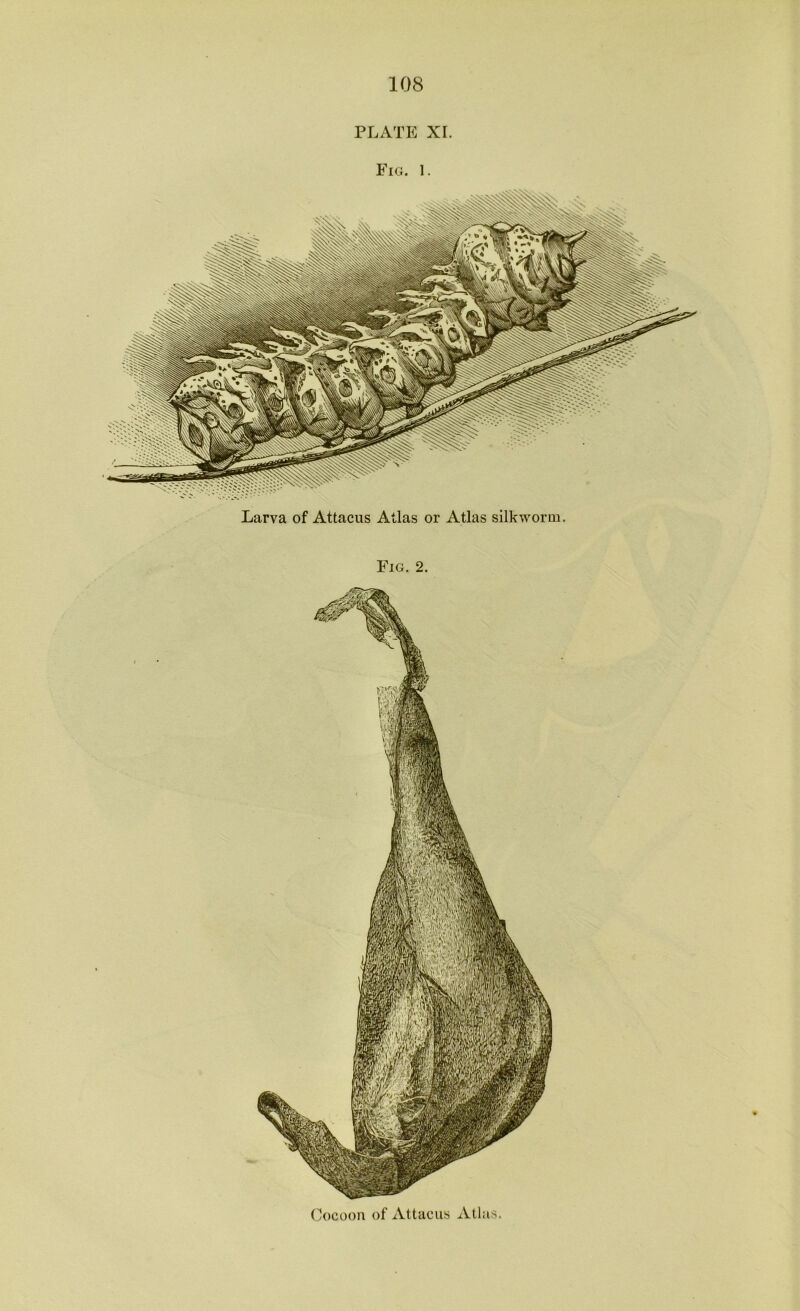 PLATE XI. Fig. 1. Cocoon of Attacus Atlas. Larva of Attacus Atlas or Atlas silkworm.