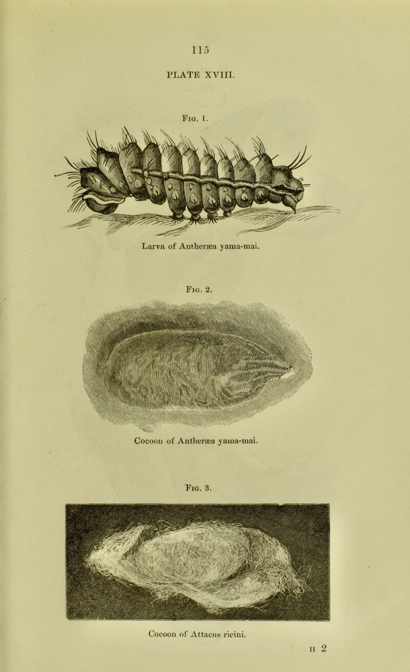 PLATE XVIII. Fig. 1. Cocoou of Anfheraca yama-mai. Fig. 3. 11 2 Cocoon of Attacus ricini