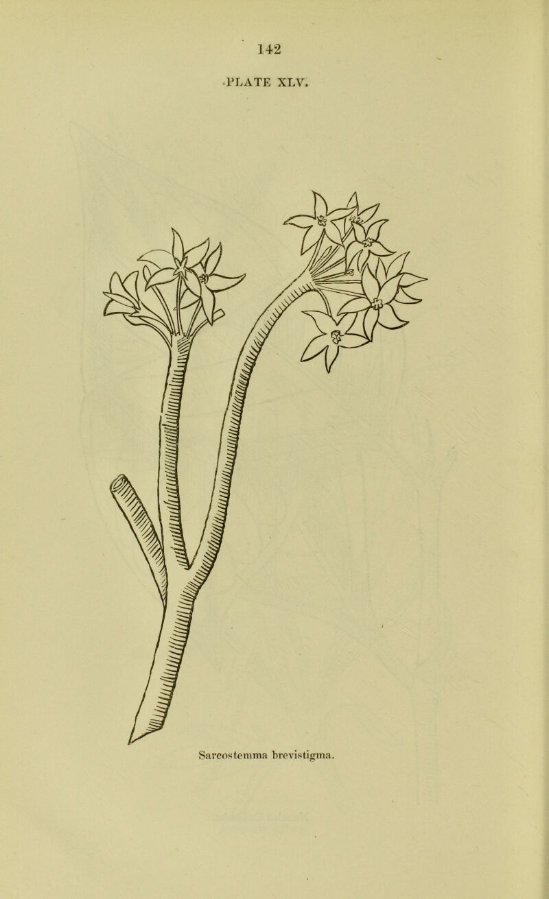 PLATE XLV. Sarcostemma brevistigma.