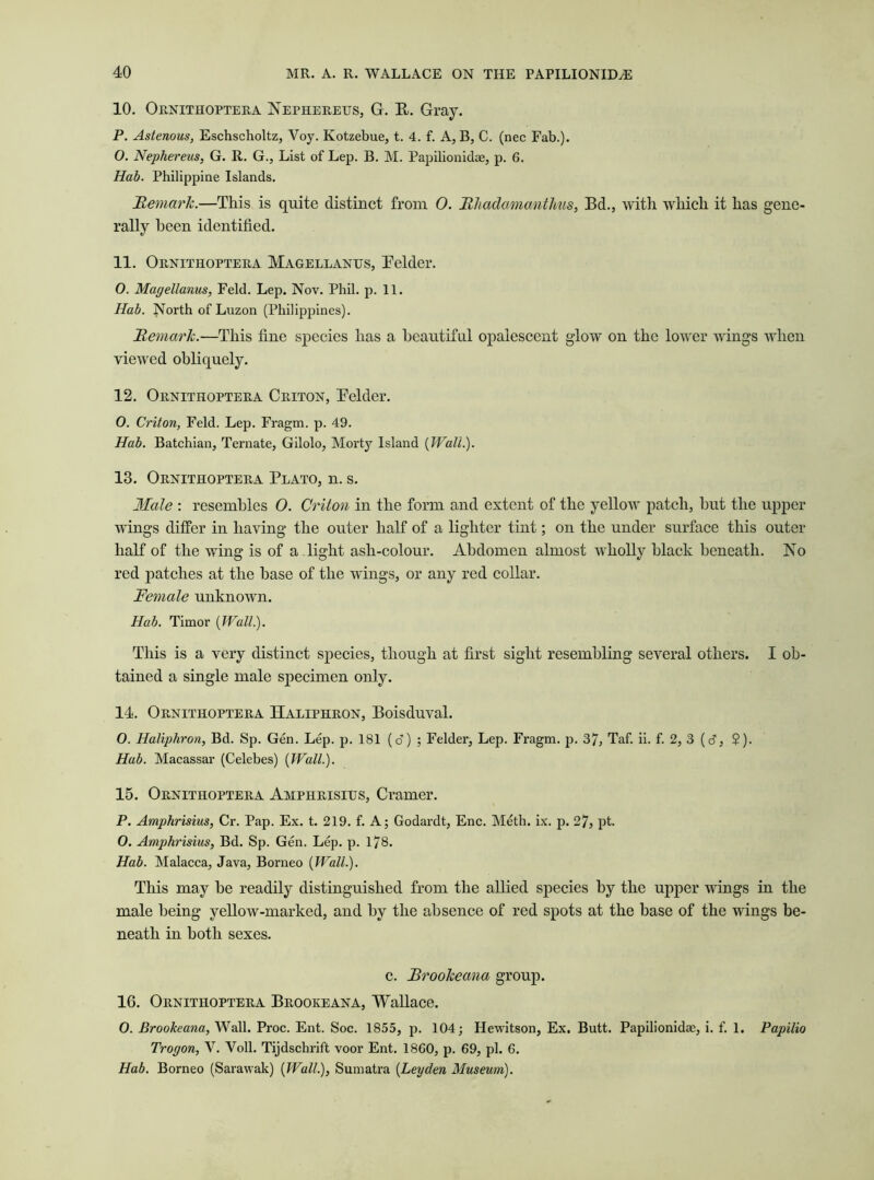 10. Ornithoptera Nephereus, G. R. Gray. P. Astenous, Eschscholtz, Voy. Kotzebue, t. 4. f. A, B, C. (nec Fab.). O. Nephereus, G. R. G., List of Lep. B. M. Papilionidae, p. 6. Hab. Philippine Islands. Remark.—This is quite distinct from O. Rliadamantlms, Bd., with which it has gene- rally been identified. 11. Ornithoptera Magellanus, Beider. O. Magellanus, Feld. Lep. Nov. Phil. p. 11. Hab. North of Luzon (Philippines). Remark.—This fine species has a beautiful opalescent glow on the lower wings when viewed obliquely. 12. Ornithoptera Criton, Beider. 0. Criton, Feld. Lep. Fragm. p. 49. Hab. Batchian, Ternate, Gilolo, Morty Island [Wall.). 13. Ornithoptera Plato, n. s. Male : resembles O. Criton in the form and extent of the yelloiv patch, but the upper wings differ in having the outer half of a lighter tint; on the under surface this outer half of the wing is of a light ash-colour. Abdomen almost wholly black beneath. No red patches at the base of the wings, or any red collar. Female unknown. Hab. Timor {Wall). This is a very distinct species, though at first sight resembling several others. I ob- tained a single male specimen only. 14. Ornithoptera Haliphron, Boisduval. O. Haliphron, Bd. Sp. Gen. Lep. p. 181 (c?) ; Felder, Lep. Fragm. p. 37, Taf. ii. f. 2, 3 [6, $). Hab. Macassar (Celebes) {Wall.). 15. Ornithoptera Amphrisius, Cramer. P. Amphrisius, Cr. Pap. Ex. t. 219. f. A; Godardt, Enc. Metb. ix. p. 27, pt. 0. Amphrisius, Bd. Sp. Gen. Lep. p. 178. Hab. Malacca, Java, Borneo {Wall.). This may be readily distinguished from the allied species by the upper wings in the male being yellow-marked, and by the absence of red spots at the base of the wings be- neath in both sexes. c. Rrookeana group. 16. Ornithoptera Brooke ana, Wallace. O. Brookeana, Wall. Proc. Ent. Soc. 1855, p. 104; Hewitson, Ex. Butt. Papilionidae, i. f. 1. Papilio Trogon, V. Voll. Tijdschrift voor Ent. 1860, p. 69, pi. 6. Hab. Borneo (Sarawak) {Wall.), Sumatra {Leyden Museum).