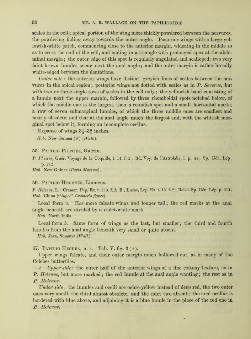scales in the cell; apical portion of the wing more thickly powdered between the nervures, the powdering fading away towards the outer angle. Posterior wings with a large yel- lowish-white patch, commencing close to the anterior margin, widening in the middle so as to cross the end of the cell, and ending in a triangle with prolonged apex at the abdo- minal margin; the outer edge of this spot is regularly angulated and scalloped; two very faint brown lunules occur next the anal angle; and the outer margin is rather broadly white-edged between the dentations. Under side : the anterior wings have distinct greyish lines of scales between the ner- vures in the apical region; posterior wings not dotted with scales as in P. Severus, but with two or three single rows of scales in the cell only; the yellowish band consisting of a lunule next the upper margin, followed by three rhomboidal spots notched below, of which the middle one is the largest, then a roundish spot and a small horizontal mark; a row of seven submarginal lunules, of which the three middle ones are smallest and nearly obsolete, and that at the anal angle much the largest and, with the whitish mar- ginal spot below it, forming an incomplete ocellus. Expanse of wings 3^-3f inches. Hab. New Guinea (c?) (Wall.). 55. Papilio Phestus, Guerin. P. Phestus, Guer. Voyage de la Coquille, t. 14. f. 2; Bd. Voy. de 1’Astrolabe, i. p. 41; Sp. Gen. Lep. p. 212. Hab. New Guinea (Paris Museum). 56. Papilio Helenus, Linnaeus. P. Helenus, L.; Cramer, Pap. Ex. t. 153. f. A, B; Lucas, Lep. Ex. t. 15. f. 2 ; Boisd. Sp. Gen. Lep. p. 211. Hab. China (“type,” Cramer’s figure). Local form a. Has more falcate wings and longer tail; the red marks at the anal angle beneath are divided by a violet-white mark. Hab. North India. Local form b. Same form of wings as the last, but smaller; the third and fourth lunules from the anal angle beneath very small or quite absent. Hab. Java, Sumatra (Wall.). 57. Papilio Hecuba, n. s. Tab. V. fig. 3 (u). Upper wings falcate, and their outer margin much hollowed out, as in many of the Celebes butterflies. 6. Upper side: the outer half of the anterior wings of a fine cottony texture, as in P. Helenus, but more marked; the red lunule at the anal angle wanting; the rest as in P. Helenus. Under side : the lunules and ocelli are ochre-yellow instead of deep red, the two outer ones very small, the third almost obsolete, and the next two absent; the anal ocellus is bordered with blue above, and adjoining it is a blue lunule in the place of the red one in P. Helenus.