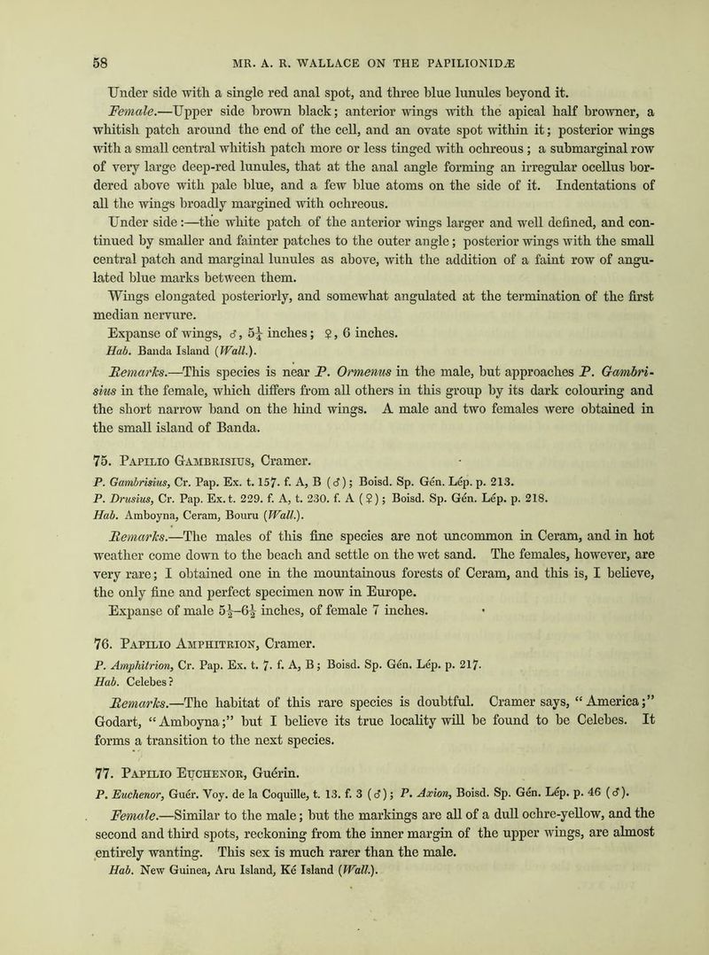 Under side with a single red anal spot, and three blue lunules beyond it. Female.—Upper side brown black; anterior wings with the apical half browner, a whitish patch around the end of the cell, and an ovate spot within it; posterior wings with a small central whitish patch more or less tinged with ochreous ; a snbmarginal row of very large deep-red lunules, that at the anal angle forming an irregular ocellus bor- dered above with pale blue, and a few blue atoms on the side of it. Indentations of all the wings broadly margined with ochreous. Under side:—the white patch of the anterior wings larger and well defined, and con- tinued by smaller and fainter patches to the outer angle; posterior wings with the small central patch and marginal lunules as above, with the addition of a faint row of angu- lated blue marks between them. Wings elongated posteriorly, and somewhat angulated at the termination of the first median nervure. Expanse of wings, 6, 5^ inches; $, 6 inches. Hab. Banda Island {Wall.). Remarks.—This species is near F. Ormenus in the male, but approaches P. Gambri- sius in the female, which differs from all others in this group by its dark colouring and the short narrow hand on the hind wings. A male and two females were obtained in the small island of Banda. 75. Papilio Gambrisius, Cramer. P. Gambrisius, Cr. Pap. Ex. 1.157- f. A, B (c?); Boisd. Sp. Gen. Lep. p. 213. P. Drusius, Cr. Pap. Ex. t. 229. f. A, t. 230. f. A ($); Boisd. Sp. Gen. Lep. p. 218. Hab. Amboyna, Ceram, Bouru {Wall.). Remarks.—The males of this fine species are not uncommon in Ceram, and in hot weather come down to the beach and settle on the wet sand. The females, however, are very rare; I obtained one in the mountainous forests of Ceram, and this is, I believe, the only fine and perfect specimen now in Europe. Expanse of male 5^-6^ inches, of female 7 inches. 76. Papilio Amphitrion, Cramer. P. Amphitrion, Cr. Pap. Ex. t. 7« f. A, B; Boisd. Sp. Gen. Lep. p. 217- Hab. Celebes? Remarks.—The habitat of this rare species is doubtful. Cramer says, “America;” Godart, “Amboyna;” but I believe its true locality will be found to be Celebes. It forms a transition to the next species. 77. Papilio Euchenor, Gudrin. P. Euchenor, Guer. Voy. de la Coquille, t. 13. f. 3 (d); P. Axion, Boisd. Sp. Gen. Lep. p. 46 (<3). Female.—Similar to the male; but the markings are all of a dull ochre-yellow, and the second and third spots, reckoning from the inner margin of the upper wings, are almost entirely wanting. This sex is much rarer than the male. Hab. New Guinea, Aru Island, Ke Island {Wall.).