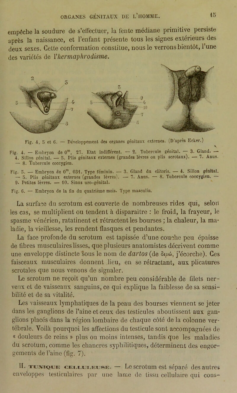 empêche la soudure de s’effectuer, la fente médiane primitive persiste après la naissance, et l’enfant présente tous les signes extérieurs des deux sexes. Cette conformation constitue, nous le verrons bientôt, l’une des variétés de Vhermaphrodisme. Fig. -i, S et 6. — Développement des organes génitaux externes. (D’après Eoker.) K Fig. 4. — Embryon de O, 27. Etat indifférent. — 2. Tubercule génital. — 3. Gland. — 4. Sillon génital. — 5. Plis génitaux externes (grandes lèvres ou plis scrotaux). — 7. Anus. — 8. Tubercule coccygien. Fig. S. — Embryon de 0”. 031. Type féminin. — 3. Gland du clitoris. — 4. Sillon génital. — 5. Plis génitaux externes (grandes lèvres). — 7. Anus. — 8. Tubercule coccygien. — 9. Petites lèvres. — 10. Sinus uro-génital. Fig. 6. — Embryon do la fin du quatrième mois. Type masculin. La surface du scrotum est couverte de nombreuses rides qui, selon les cas, se multiplient ou tendent à disparaître : le froid, la frayeur, le spasme vénérien, ratatinent et rétractent les bourses ; la chaleur, la ma- ladie, la vieillesse, les rendent flasques et pendantes. La face profonde du scrotum est tapissée d’une couche peu épaisse de fibres musculaires lisses, que plusieurs anatomistes décrivent comme une enveloppe distincte Sous le nom de dartos (de Sepd>, j’écorche). Ces faisceaux musculaires donnent lieu, en se rétractant, aux plicatures scrotales que nous venons de signaler. Le scrotum ne reçoit qu’un nombre peu considérable de filets ner- veux et de vaisseaux sanguins, ce qui explique la faiblesse de sa sensi- bilité et de sa vitalité. Les vaisseaux lymphatiques de la peau des bourses viennent se jeter dans les ganglions de l’aine et ceux des testicules aboutissent aux gan- glions placés dans la région lombaire de chaque côté de la colonne ver- tébrale. Voilà pourquoi les affections du testicule sont accompagnées de « douleurs de reins » plus ou moins intenses, tandis que les maladies du scrotum, comme les chancres syphilitiques, déterminent des engor- gements de l’aine (fig. 7). II. xuiviQUE cEi.i.ui.KusE. — Lo scrotum est séparo des autres enveloppes testiculaires par une lame de tissu cellulaire qui cons-