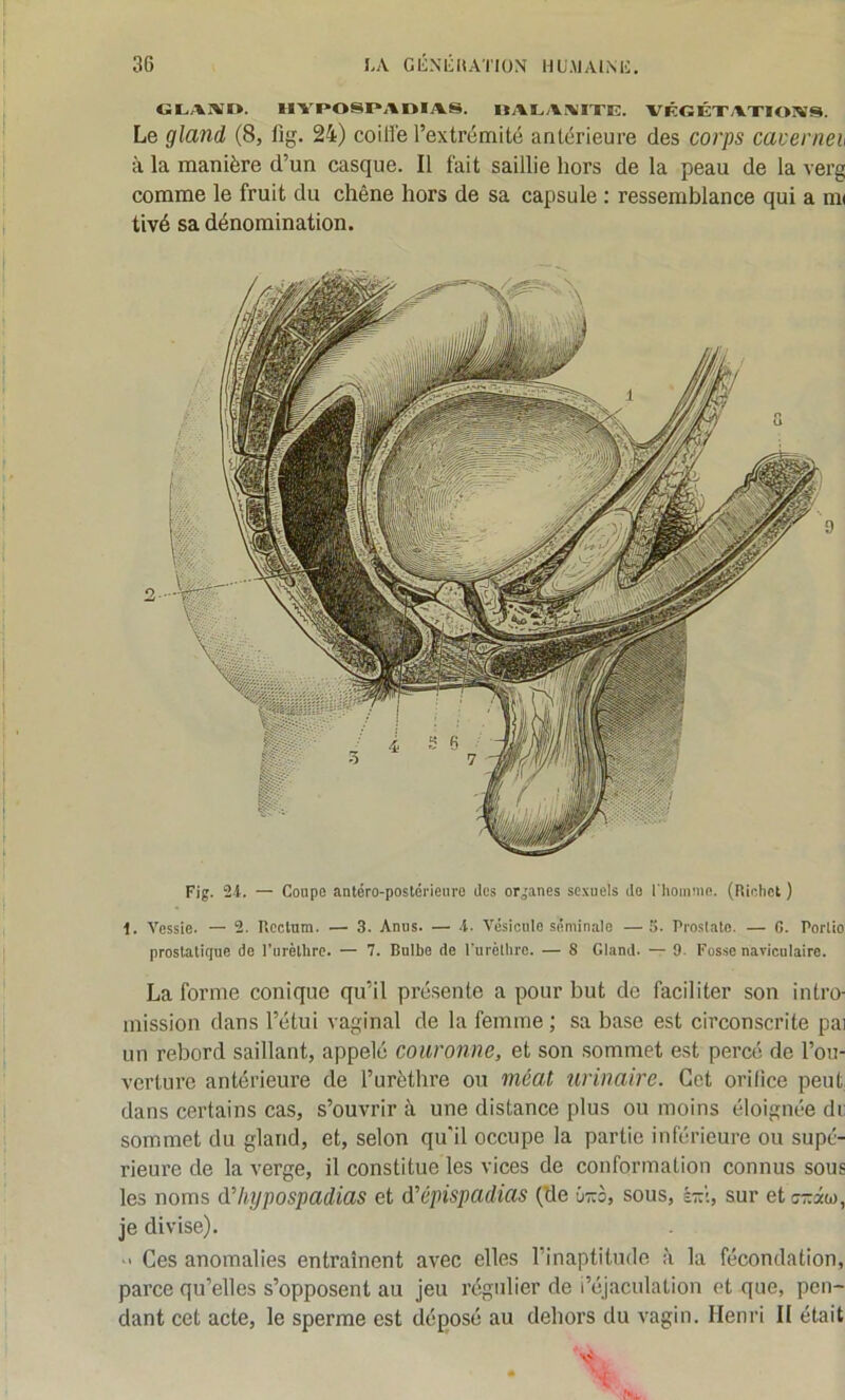 3G I.A GÉNl’ltATIÜN HÜ.MAIM:. UI^AIVO. llYI»OSI»AI>IAS. UALA!%!IXK. VÊOETAXIOIVS. Le gland (8, fig. 24) coiffe l’extrémité antérieure des corps cavernei à la manière d’un casque. Il fait saillie hors de la peau de la verg comme le fruit du chêne hors de sa capsule : ressemblance qui a m< tivé sa dénomination. Fig. 24. — Coupe antéro-postérieure des organes sexuels de l'hoinuie. (Riclict ) i. Vessie. — 2. ncctum. — 3. Anus. — .4. Vésicule séminale —5. Prostate. — 0. Porlio prostatique do l’urèthre. — 7. Bulbe de rurètlire. — 8 Gland. — 9. Fosse naviculaire. La forme conique qu’il présente a pour but de faciliter son intro- mission dans l’étui vaginal de la femme ; sa base est circonscrite pai un rebord saillant, appelé couronne, et son sommet est percé de l’ou- verture antérieure de l’urèthre ou méat urinaire. Cet orifice peut, dans certains cas, s’ouvrir à une distance plus ou moins éloignée di; sommet du gland, et, selon qu'il occupe la partie inférieure ou supé- rieure de la verge, il constitue les vices de conformation connus sous les noms d'hypospadias et d'épispadias (de 67:0, sous, ïi:\, sur et irzâw, je divise). ■' Ces anomalies entraînent avec elles l’inaptitude à la fécondation, parce qu’elles s’opposent au jeu régulier de l’éjaculation et que, pen- dant cet acte, le sperme est déposé au dehors du vagin. Henri H était