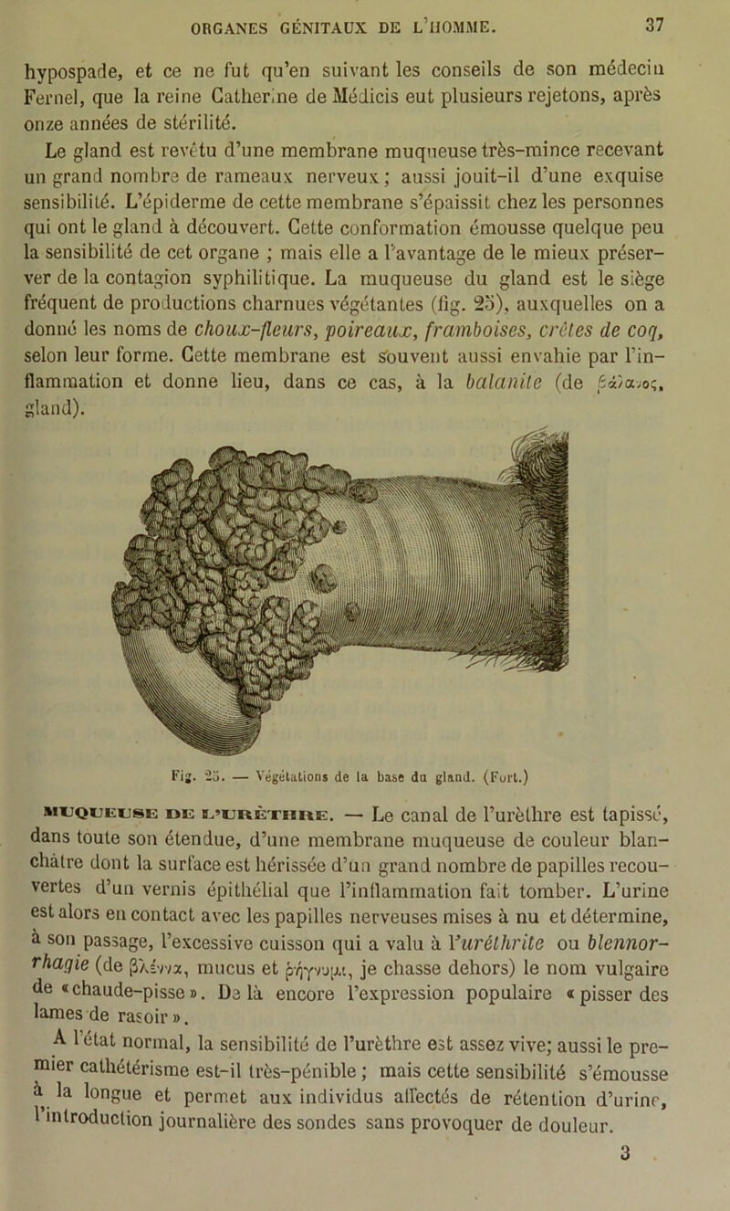 hypospade, et ce ne fut qu’en suivant les conseils de son médecin Fernel, que la reine Catherine de Médicis eut plusieurs rejetons, après onze années de stérilité. Le gland est revêtu d’une membrane muqueuse très-mince recevant un grand nombre de rameaux nerveux; aussi jouit-il d’une exquise sensibilité. L’épiderme de cette membrane s’épaissit chez les personnes qui ont le gland à découvert. Cette conformation émousse quelque peu la sensibilité de cet organe ; mais elle a l’avantage de le mieux préser- ver de la contagion syphilitique. La muqueuse du gland est le siège fréquent de productions charnues végétantes (tig. 2o), auxquelles on a donné les noms de choux-fleurs, poireaux, framboises, crêtes de coq, selon leur forme. Cette membrane est souvent aussi envahie par l’in- flammation et donne lieu, dans ce cas, à la balanite (de Sâ/a;o;. gland). Fij. io. — Végétations de la base du gland. (Fort.) muquiîuse de E’ERÈximE. — Le canal de l’urèthre est tapissé, dans toute son étendue, d’une membrane muqueuse de couleur blan- châtre dont la surface est hérissée d’un grand nombre de papilles recou- vertes d’un vernis épithélial que rinflararaation fait tomber. L’urine est alors en contact avec les papilles nerveuses mises à nu et détermine, à son passage, l’excessive cuisson qui a valu à Yurélhrite ou blennor- rhagie (de pXÉvva, mucus et prjYrjp.t, je chasse dehors) le nom vulgaire de «chaude-pisse B. Delà encore l’expression populaire «pisser des lames de rasoir». A l’état normal, la sensibilité de l’urèthre est assez vive; aussi le pre- mier cathétérisme est-il très-pénible ; mais cette sensibilité s’émousse à la longue et permet aux individus alfectés de rétention d’urinr, 1 introduction journalière des sondes sans provoquer de douleur. 3