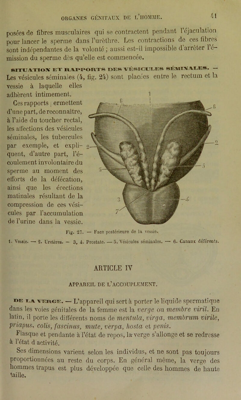 posées de fibres musculaires qui se contractent pendant l’éjaculation pour lancer le sperme dans l’urèthre. Les contractions de ces fibres sont indépendantes de la volonté ; aussi est-il impossible d’arrêter l’é- mission du sperme dès qu’elle est commencée. SITUA.XIOIV EX JRAÏ*PORXS OES VÉSICULES SÉSIIWEES. — Les vésicules séminales (4, fig. 24) sont placées entre le rectum et la vessie à laquelle elles adhèrent intimement. 1 Ces rapports j ermettent d’une part, de reconnaître, à l’aide du toucher rectal, les atl'ections des vésicules séminales, les tubercules par exemple, et expli- quent, d’autre part, l’é- coulement involontaire du sperme au moment des etibrts de la défécation, ainsi que les érections matinales résultant de la compression de ces vési- cules par l’accumulation de l’urine dans la vessie. Fig. 27. — Face postérieure de la vessie. 1. Vessie. — 2. Uretères. — 3, 4. Prostate. —3. Vésicules séminales. — 6. Canaux déférents. ARTICLE IV APPAREIL DE L’ACCOUPLEMENT. »E LA AfERGE. — L’appareil qui sert è porter le liquide spermatique dans les voies génitales de la femme est la verge ou membre viril. En latin, il porte les différents noms de mentula, virga, membrum virile, priapiis, colis, fascinus, mute, verpa, hosta et pénis. Flasque et pendante à l’état de repos, la-verge s’allonge et se redresse à l’état d activité. Ses dimensions varient selon les individus, et ne sont pas toujours proportionnées au reste du corps. En général même, la verge des hommes trapus est plus développée que celle des hommes de haute taille.