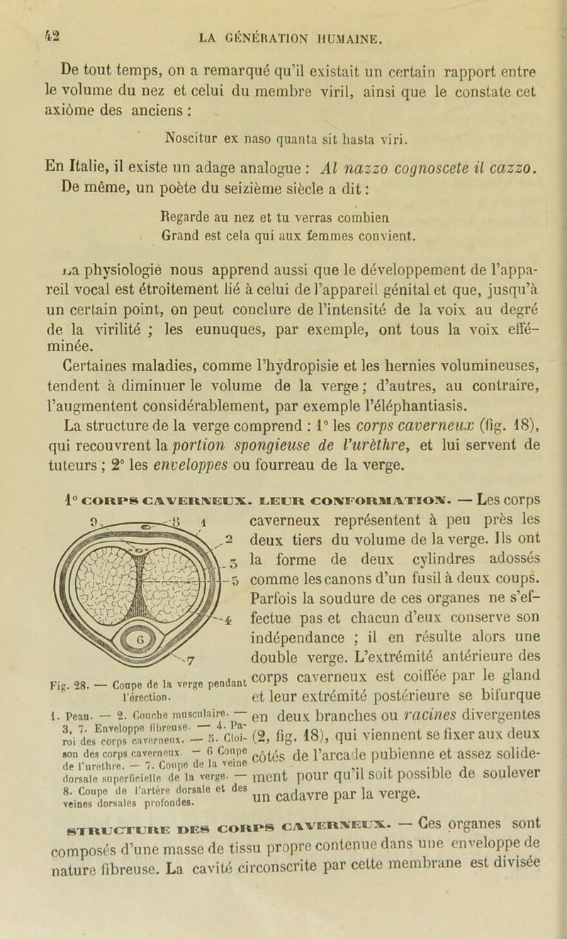 De tout temps, on a remarqué qu’il existait un certain rapport entre le volume du nez et celui du membre viril, ainsi que le constate cet axiome des anciens : Noscitur ex naso quanta sit liasta viri. En Italie, il existe un adage analogue : Al nazzo cognoscete il cazzo. De même, un poète du seizième siècle a dit ; Regarde au nez et tu verras combien Grand est cela qui aux femmes convient. j.,a physiologie nous apprend aussi que le développement de l’appa- reil vocal est étroitement lié à celui de l’appareil génital et que, jusqu’à un certain point, on peut conclure de l’intensité de la voix au degré de la virilité ; les eunuques, par exemple, ont tous la voix effé- minée. Certaines maladies, comme l’hydropisie et les hernies volumineuses, tendent à diminuer le volume de la verge ; d’autres, au contraire, l’augmentent considérablement, par exemple l’éléphantiasis. La structure de la verge comprend ; l** les corps caverneux (fig. 18), qui recouvrent la portion spongieuse de l’urèthre, et lui servent de tuteurs ; 2° les enveloppes ou fourreau de la verge. 1“ CORPS CAVERIVECX 9- 1 Fig. 28. — Conpe de la verge pendant l’érection. l. Pean. — 2. Cnuclie musculaire. — 3, 7. Enveloppe libreuse. — i- Pa- roi des corps caverneux. — S. Cloi- son des corps caverneux — 0 Conpe de l’iirothie. — 7. Coupe de la veine dorsale superficielle de la verge. 8. Coupe de l’artère dorsale et des veines dorsales profondes. . EECR COIVFORMAXIOTV. — LcS COPpS caverneux représentent à peu près les deux tiers du volume de la verge. Ils ont la forme de deux cylindres adossés comme les canons d’un fusil à deux coups. Parfois la soudure de ces organes ne s’ef- fectue pas et chacun d’eux conserve son indépendance ; il en résulte alors une double verge. L’extrémité antérieure des corps caverneux est coiffée par le gland et leur extrémité postérieure se bifurque en deux branches ou racines divergentes (2, lig. 18), qui viennent se fixer aux deux côtés de l’arca le pubienne et assez solide- ment pour qu’il soit possible de soulever un cadavre par la verge. structture des corrs c/weriveex. Ces organes sont composés d’une masse de tissu propre contenue dans une enveloppe de nature fibreuse. La cavité circonscrite par cette membrane est divisée