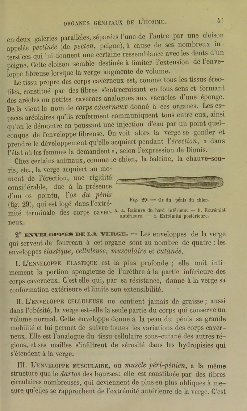 en deux galeries parallèles, séparées l’une de l’autre par une cloison appelée pectinée (de pecten, peigne), à cause de ses nombreux in- terstices qui lui donnent une certaine ressemblance avec les dents d un peigne. Cette cloison semble destinée à limiter l’extension de l’enve- loppe fibreuse lorsque la verge augmente de volume. Le tissu propre des corps caverneux est, comme tous les tissus érec- tiles, constitué par des fibres s’entrecroisant en tous sens et formant des aréoles ou petites cavernes analogues aux vacuoles d’une éponge. Delà vient le nom de corps caverneux donné à ces organes. Les es- paces aréolaires qu’ils renferment communiquent tous entre eux, ainsi qu’on le démontre en poussant une injection d’eau par un point quel- conque de l’enveloppe fibreuse. On voit alors la verge se gonfler et prendre le développement qu’elle acquiert pendant Vérection, « dans l’état où les femmes la demandent », selon 1 expression de Dionis. Chez cei'tains animaux, comme le chien, la baleine, la chauve-sou- ris, etc., la verge acquiert au mo- ment de l’érection, une rigidité considérable, due à la présence d’un 03 pointu, l’os du pénis (fig. 29), qui est logé dans l’extré- mité terminale des corps caver- Fig. 29. — Os du pénis dn chien. a, a. Rainure dn bord inférieur. — b. Extrémité antérieure. — c. Extrémité postérieure. neux. 2“ einveloppes de ea -verge. — Les enveloppes de la verge qui servent de fourreau à cet organe sont au nombre de quatre : les enveloppes élastique, celluleuse, musculaire et cutanée. I. L’enveloppe élastique est la plus profonde ; elle unit inti- mement la portion spongieuse de l’urèthre à la partie inférieure des corps caverneux. C’est elle qui, par sa résistance, donne à la verge sa conformation extérieure et limite son extensibilité. IL L’enveloppe celluleuse ne contient jamais de graisse ; aussi dans l’obésité, la verge est-elle la seule partie du corps qui conserve un volume normal. Cette enveloppe donne à la peau du pénis sa grande mobilité et lui permet de sui-vxe toutes les variations des corps caver- neux. Elle est l’analogue du tissu cellulaire sous-cutané des autres ré- gions, et ses mailles s’infiltrent de sérosité dans les hydropisies qui s'étendent à la verge. III. L’enveloppe musculaire, ou muscle péri-pénien, a la même structure que le dartos des bourses: elle est constituée par des fibres circulaires nombreuses, qui deviennent de plus en plus obliques à me- sure qu’elles se rapprochent de l’extrémité antérieure de la verge. C’est