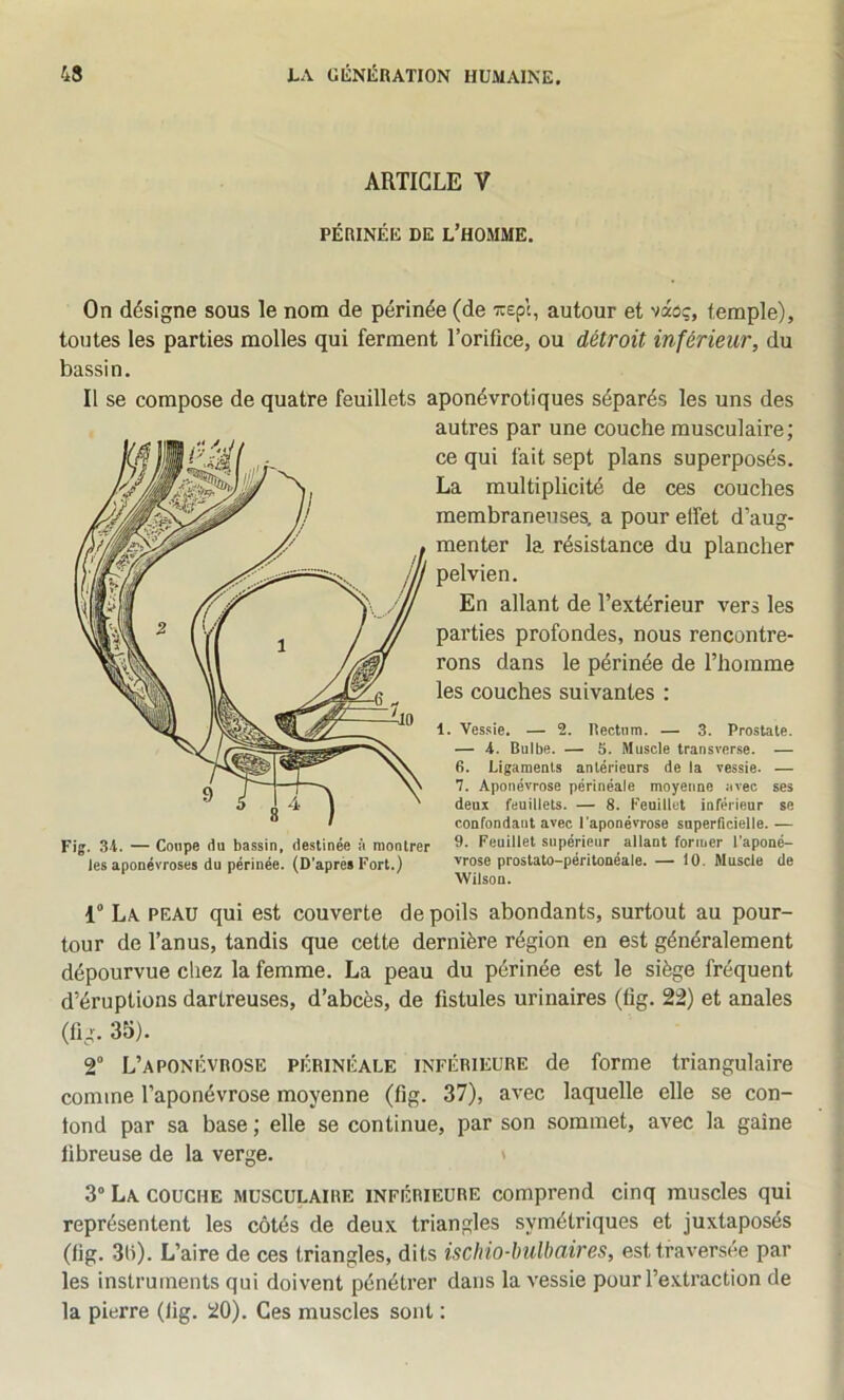 ARTICLE V PÉRINÉE DE l’homme. On désigne sous le nom de périnée (de irepc, autour et vaûç, temple), toutes les parties molles qui ferment l’orifice, ou détroit inférieur, du bassin. Il se compose de quatre feuillets aponévrotiques séparés les uns des autres par une couche musculaire ; ce qui fait sept plans superposés. La multiplicité de ces couches membraneuses, a pour effet d’aug- menter la résistance du plancher pelvien. En allant de l’extérieur vers les parties profondes, nous rencontre- rons dans le périnée de l’homme les couches suivantes : 1. Vessie. — 2. Rectum. — 3. Prostate. — i. Bulbe. — 5. Muscle transverse. — 6. Ligaments antérieurs de la vessie. — 7. Aponévrose périnéale moyenne avec ses deux feuillets. — 8. Feuillet inférieur se confondant avec l'aponévrose superficielle. — Fig. 34. — Coupe du bassin, destinée à montrer supérieur allant former l’aponé- les aponévroses du périnée. (D’après Fort.) vrose prostato-péritonéale. — 10. Muscle de ■Wilson. 1° La peau qui est couverte de poils abondants, surtout au pour- tour de l’anus, tandis que cette dernière région en est généralement dépourvue chez la femme. La peau du périnée est le siège fréquent d’éruptions dartreuses, d’abcès, de fistules urinaires (fig. 22) et anales (fig. 35). 2° L’aponévrose périnéale inférieure de forme triangulaire comme l’aponévrose moyenne (fig. 37), avec laquelle elle se con- fond par sa base ; elle se continue, par son sommet, avec la gaine fibreuse de la verge. t 3° La couche musculaire inférieure comprend cinq muscles qui représentent les côtés de deux triangles symétriques et juxtaposés (fig. 3fi). L’aire de ces triangles, dits isclno-lmlbaires, est traversée par les instruments qui doivent pénétrer dans la vessie pour l’extraction de la pierre (fig. 20). Ces muscles sont :