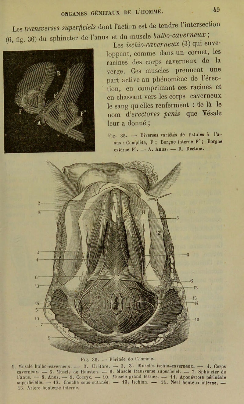 Les transverses superficiels dont l’acti n est de tendre l’intersection re fl 36) du sphincter de l’anus et du muscle bulbo-caverneux ; ^ Les ischio-caverneux (3) qui enve- loppent, comme dans un cornet, les racines des corps caverneux de la verge. Ces muscles prennent une part active au phénomène de l’érec- tion, en comprimant ces racines et en chassant vers les corps caverneux le sang qu elles renferment : de là le nom (Terectores pénis que Vésale leur a donné ; Fi;.'. 35. — Diverses variétés de Tislules à l’a- ims ; Complète, F ; Borgne interne F' ; Borgne externe F . — A. Anus. — R. Rectum. Fig. 36. — Périnée ila l’.inmme. 1. Muscle bulbo-caverneux. — 2. Urethre. — 3. 3. Muscles ischio-caverneux. — .1. Corps caverneux. — 5. Muscle île Ibuiston. — G. Muscle Iransverse superllciel. — 1. Sphincter de l'anus. — 8. Anus. — 9. Coccyx. — tü. Muscle grand fessier. — 11. Aponévrose périnéale superficielle. — 12. Couche sous-cutanée. — 13. Ischion. — 1 1. Nerf honteux interne. — 15. Artère honleuse interne.