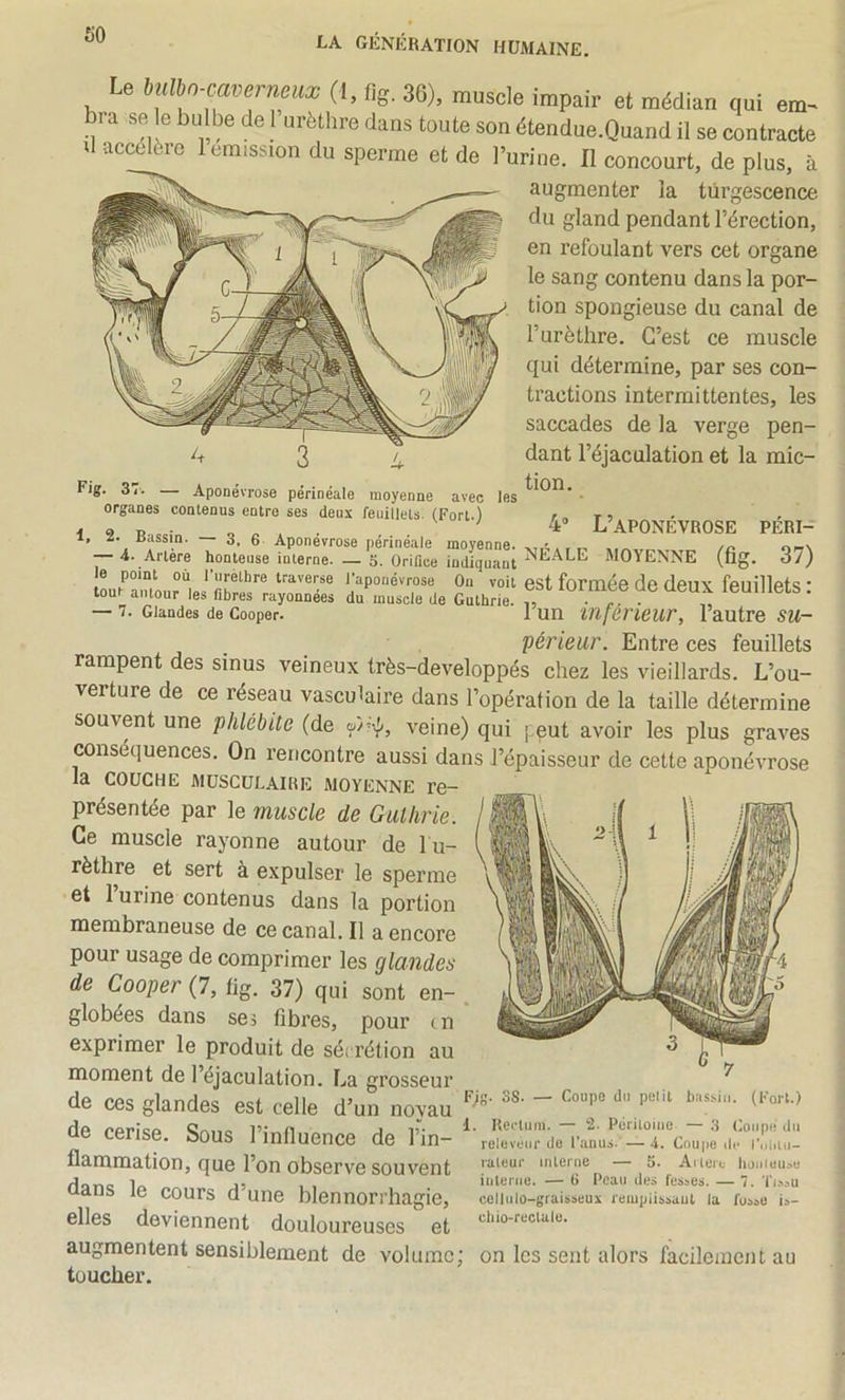 Le (I, fig. 36), muscle impair et médian qui em^ ra se ^ bulbe de 1 urèthre dans toute son étendue.Quand il se contracte d accéléré 1 omission du sperme et de l’urine. Il concourt, de plus, à augmenter la turgescence du gland pendant l’érection, en refoulant vers cet organe le sang contenu dans la por- tion spongieuse du canal de l’urèthre. C’est ce muscle qui détermine, par ses con- tractions intermittentes, les saccades de la verge pen- dant l’éjaculation et la mic- Fig. 37. — Apooevrose périnéale moyenne avec les . organes contenus entre ses deux feuillets. (Fort.) r» < 9 n. .c- O . . . 4 L’aPONEVROSE PERI- 1, Kassin. 3, 6 Aponévrose périnéale moyenne. ,r. — i. Artere honteuse interne. — 3. OriQce indiquant MOYENNE (fig. 37) Lramonr“is,‘‘.'“po-évrose On voit est formée de deux feuillets : tout autour les fibres rayonnees du muscle de Guthrie. ,, .... — 7. Glandes de Cooper. 1 un infeneur, l autre su- périeur. Entre ces feuillets rampent des sinus veineux très-developpés chez les vieillards. L’ou- verture de ce réseau vasculaire dans l’opération de la taille détermine souvent une phlébite (de veine) qui |:eut avoir les plus graves conséquences. On rencontre aussi dans l’épaisseur de cette aponévrose la COUCHE MUSCULAIRE MOYENNE re- présentée par le muscle de Guthrie. Ce muscle rayonne autour de l u- rèthre et sert à expulser le sperme et l’urine contenus dans la portion membraneuse de ce canal. Il a encore pour usage de comprimer les glandes de Cooper (7, fig. 37) qui sont en- globées dans se3 fibres, pour ( n exprimer le produit de sét rétion au moment de l’éjaculation. La grosseur de ces glandes est celle d’un novau de cerise. Sous l’influence de Hn-iw~“coupf fl3-rnrïl3,tionj CJUG Pon obscrvo souvent l'ittcur mlenie — 5. Arlort hoitiuu,>u Hanc lû /»/% ^5 Kl . iiileriKj. —6 Peau des fesses. — 7. ïisau aub le cours a une blennorrhagie, cellulo-graisseux rempiissaul la fusse is- elles deviennent douloureuses et augmentent sensiblement de volume; on les sent alors facilement au toucher.