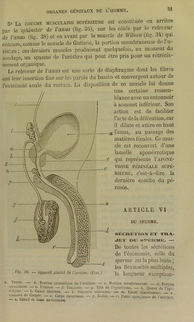 ARTICLE VI DU SPERME. ORGANES GÉNITAUX DE l’hOMME. S» La COUCHE MUSCULAIRE SUPÉRIEURE est constituée en arrière par le sphincter de Vanus (fig. 315), sur les côtés par le releveur de l'anm (lig. 38) et en avant par le muscle de Wilson (fig. 34) qui entoure, comme le muscle de Guüirie, la portion membraneuse de l’u- l’èthre ; ces derniers muscles produisent quelquefois, au moment du sondage, un spasme de l’urèthre qui peut être pris pour un rétrécis- sement organique. Le releveur de Vanus est une sorte de diaphragme dont les fibres ont leur insei’tion fixe sur les parois du bassin et convergent autour de l’extrémité anale du rectum. La disposition de ce muscle lui donne une certaine ressem- blance avec un entonnoir à sommet inférieur. Son action est de faciliter l’acte de la défécation, car il dilate et attire en haut l’anus, au passage des matières fécales. Ce mus- cle est recouvert d’une lamelle aponévrotique qui représente I’aponé- VROSE PÉRINÉALE SUPÉ- RIEURE, c’est-à-dire la dernière couche du pé- rinée. SÉCRÉXIONI EX XRA- JEX DBJ e»5*ERME. a. Vessie. — b. Portion proslatiqiio de l’urèthre. — c. Portion membraneuse. d. Portion 'pnii^ieuse. — e. Uretère. — f. Testicule. — g. Tète de l’épididyme. — h. Queue de l’épi- didyme. — k. Canal délérent. — /. Vésicule séminale. — ?ii. Canal éjaculateur. n blandes de Cooper. — «, Corps caverneux. — p- Uulbe Paroi spongieuse de l’urèthre. — ÿ» üiaua el lo&so naviculair6. . Pig. 39. — Appareil génital de l'homme. (Fort.) De toutes les sécrétions de l’économie, celle du sperme est la plus lente ; les flexuosités multiples, la longueur exception-