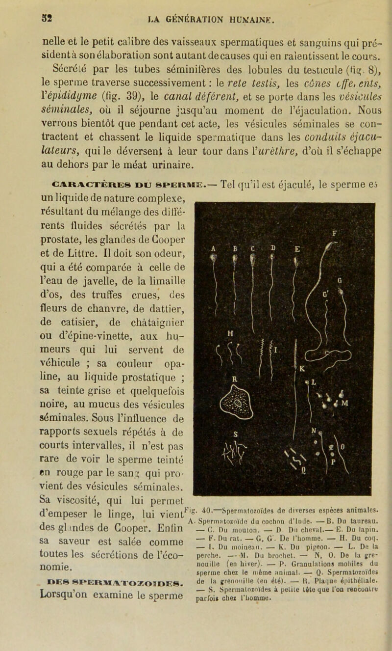 nelle et le petit calibre des vaisseaux spermatiques et sanguins qui pré- sidentà son élaboration sont autant decauses qui en ralentissent le cours. Sécrété par les tubes séininifères des lobules du testicule (lig. 8), le sperme traverse successivement : le rete testis, les cônes cffe, dits, Yépididyme (lig. 39), le canal déférent, et se porte dans les vésicules séminales, où il séjourne jusqu’au moment de l’éjaculation. Nous verrons bientôt que pendant cet acte, les vésicules séminales se con- tractent et chassent le liquide spermatique dans les conduits éjacu- lateurs, qui le déversent à leur tour dans Vurèthre, d’où il s’échappe au dehors par le méat urinaire. ca.ra.cxère:s du sperme.— Tel ([u’il est éjaculé, le sperme es un liquide de nature complexe, résultant du mélange des dilfé- rents fluides sécrétés par la prostate, les glandes de Gooper et de Litlre. Il doit son odeur, qui a été comparée à celle de l’eau de javelle, de la limaille d’os, des truffes crues, des fleurs de chanvre, de dattier, de catisier, de châtaignier ou d’épine-vinette, aux liu- meurs qui lui servent de véhicule ; sa couleur opa- line, au liquide prostatique ; sa teinte grise et quelquefois noire, au mucus des vésicules séminales. Sous l’influence de rapports sexuels répétés à de courts intervalles, il n’est pas rare de voir le sperme teinté en rouge par le sang qui pro- vient des vésicules séminales. Sa viscosité, qui lui permet d’empeser le linge, lui vient'' des gl tndes de Gooper. Enfin sa saveur est salée comme toutes les sécrétions de l’éco- nomie. DES SPERMA.X0Z03DES. Lorsqu’on examine le sperme . 40.—Spermalozoïdes de diverses espèces animales. . Spenniitoznïdo du cochmi d’Inde. —B. Du taureau. — C. Du iiiüulon. — D Du cheval.— E. Du lapin. — K. Du rat. — G, G'. De l'homme. — II. Du coq. — I. Du moineau. — K. Du pigeon. — L. De la perche. M. Du brochet. — N, 0. De la gre- nouille (en hiver). — P. Granulations mohiles du efierine chez le même animal. — Q. Spermatozoïdes de la grenouille (eu été). — li. Plaque épithéliale. — S. Speriuatnzoïdes à petite tète que l'on reacunti'v parfois chez l'homme.