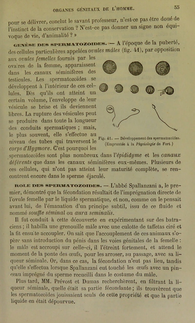 pour se délivrer, conclut le savant professeur, n’est-ce pas être doué de l’instinct de la conservation ? N’est-ce pas donner un signe non équi- voque de vie, d’animalité ? » GEivÈsE oEs spERMAxozoïDES. — A l’époque de la puberté, des cellules particulières appelées ovules mâles (fig. 41), par opposition aux ovules femelles fournis par les ovaires de la femme, apparaissent dans les .canaux séminifères des testicules. Les spermatozoïdes se développent à l’intérieur de ces cel- lules. Dès qu’ils ont atteint un certain volume, l’enveloppe de leur vésicule se brise et ils deviennent libres. La rupture des vésicules peut se produire dans toute la longueur des conduits spermatiques ; mais, le plus souvent, elle s’effectue au niveau des tubes qui traversent le corps d'Hygmore. C’est pourquoi les spermatozoïdes sont plus nombreux dans Vépididyme et les canaux déférents que dans les canaux séminifères eux-mêmes. Plusieurs de ces cellules, qui n’ont pas atteint leur maturité complète, se ren- contrent encore dans le sperme éjaculé. V Fig. -41. — DéTeloppement des spermatozoïdes. (Empruntée à la Physiologie de Fort.) ROEE DES sPERMiExozoïDEs. — L’abbé Spallauzani a, le pre- mier, démontré que la fécondation résultait de l’imprégnation directe de l’ovule femelle par le liquide spermatique, et non, comme on le pensait avant lui, de l’émanation d’un principe subtil, issu de ce fluide et nommé souffle séminal ou aura seminalis. Il fut conduit à cette découverte en expérimentant sur des batra- ciens ; il habilla une grenouille mâle avec une culotte de taffetas ciré et la fit ensuite accoupler. On sait que l’accouplement de ces animaux s’o- père sans introduction du pénis dans les voies génitales de la femelle : le mâle est accroupi sur celle-ci, il l’étreint fortement, et attend le moment de la ponte des œufs, pour les arroser, au passage, avec sa li- queur séminale. Or, dans ce cas, la fécondation n’eut pas lieu, tandis qu’elle s’effectua lorsque Spallanzani eut touché les œufs avec un pin- ceau imprégné du sperme recueilli dans le costume du mâle. Plus tard, MM. Prévost et Dumas recherchèrent, en filtrant la li- queur séminale, quelle était sa partie fécondante ; ils trouvèrent que les spermatozoïdes jouissaient seuls de cette propriété et que la partie liquide en était dépourvue.