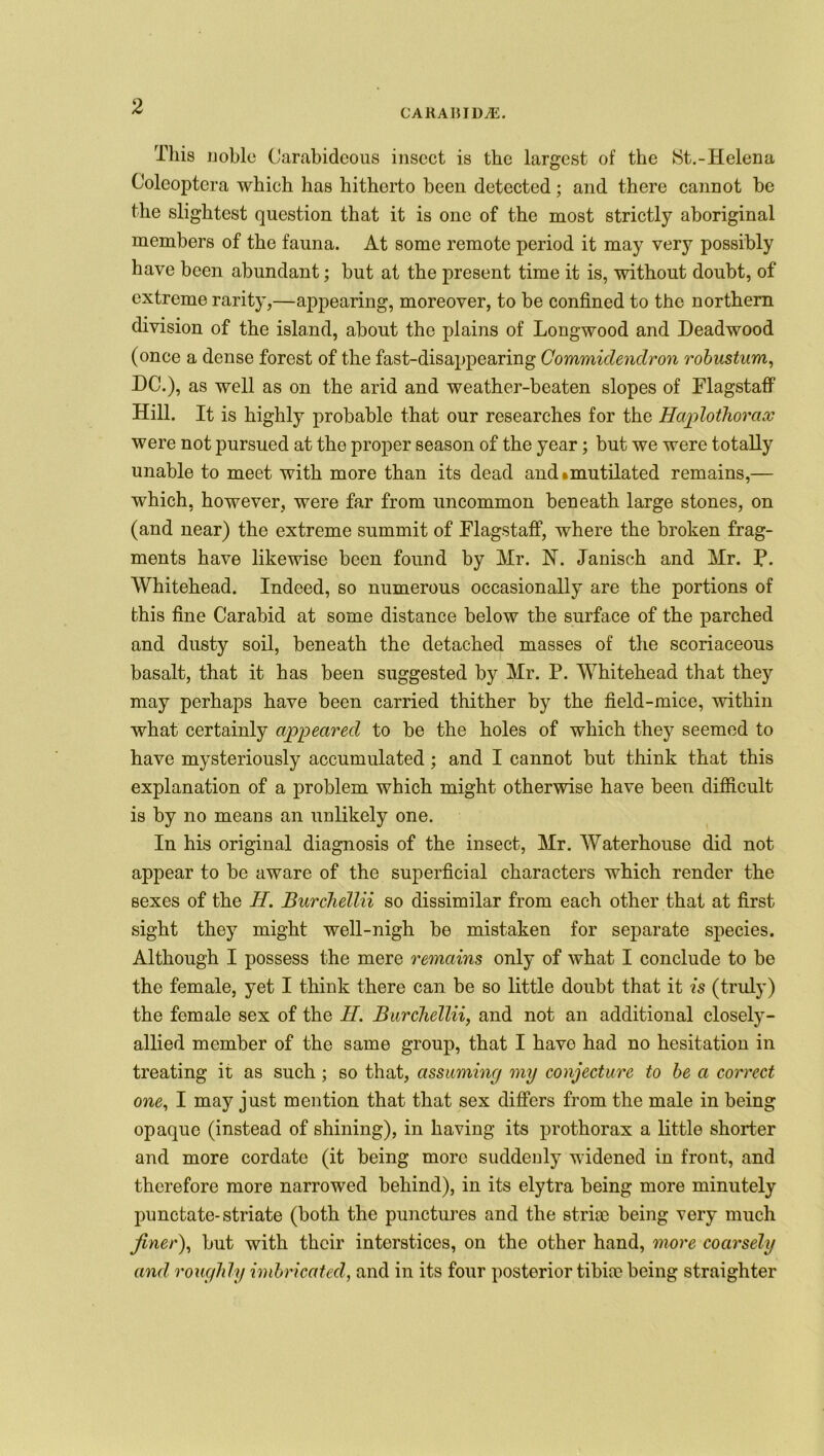 CAKAHIDtE. This noble Carabideous insect is the largest of the >St.-Helena Coleoptera which has hitherto been detected; and there cannot be the slightest question that it is one of the most strictly aboriginal members of the fauna. At some remote period it may very possibly have been abundant; but at the present time it is, without doubt, of extreme rarity,—appearing, moreover, to be confined to the northern division of the island, about the plains of Longwood and Deadwood (once a dense forest of the fast-disappearing Commidendron robustum, DC.), as well as on the arid and weather-beaten slopes of Flagstaff Hill. It is highly probable that our researches for the Haplothorax were not pursued at the proper season of the year; but we were totally unable to meet with more than its dead and*mutilated remains,— which, however, were far from uncommon beneath large stones, on (and near) the extreme summit of Flagstaff, where the broken frag- ments have likewise been found by Mr. N. Janisch and Mr. P. Whitehead. Indeed, so numerous occasionally are the portions of this fine Carabid at some distance below the surface of the parched and dusty soil, beneath the detached masses of the scoriaceous basalt, that it has been suggested by Mr. P. Whitehead that they may perhaps have been carried thither by the field-mice, within what certainly appeared to be the holes of which they seemed to have mysteriously accumulated ; and I cannot but think that this explanation of a problem which might otherwise have been difficult is by no means an unlikely one. In his original diagnosis of the insect, Mr. Waterhouse did not appear to be aware of the superficial characters which render the sexes of the H. Burchellii so dissimilar from each other that at first sight they might well-nigh be mistaken for separate species. Although I possess the mere remains only of what I conclude to be the female, yet I think there can be so little doubt that it is (truly) the female sex of the II. Burchellii, and not an additional closely- allied member of the same group, that I have had no hesitation in treating it as such ; so that, assuming my conjecture to be a correct one, I may just mention that that sex differs from the male in being opaque (instead of shining), in having its prothorax a little shorter and more cordate (it being more suddenly widened in front, and therefore more narrowed behind), in its elytra being more minutely punctate-striate (both the punctures and the strife being very much finer), but with their interstices, on the other hand, more coarsely and roughly imbricated, and in its four posterior tibiro being straighter