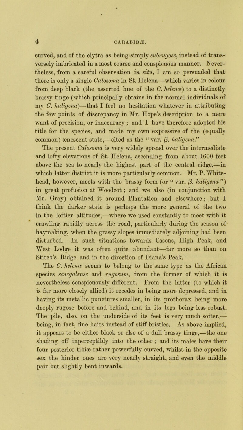 curved, and of the elytra as being simply subrugose, instead of trans- versely imbricated in a most coarse and conspicuous manner. Never- theless, from a careful observation in situ, I am so persuaded that there is only a single Calosoma in St. Helena—which varies in colour from deep black (the asserted hue of the C. helence) to a distinctly brassy tinge (which principally obtains in the normal individuals of my C. haligena)—that I feel no hesitation whatever in attributing the few points of discrepancy in Mr. Hope’s description to a mere want of precision, or inaccuracy ; and I have therefore adopted his title for the species, and made my own expressive of the (equally common) senescent state,—cited as the “ var. ft. haligena.” The present Calosoma is very widely spread over the intermediate and lofty elevations of St. Helena, ascending from about 1600 feet above the sea to nearly the highest part of the central ridge,—in which latter district it is more particularly common. Mr. P. White- head, however, meets with the brassy form (or “var. ft. haligena”) in great profusion at Woodcot; and we also (in conjunction with Mr. Gray) obtained it around Plantation and elsewhere; but I think the darker state is perhaps the more general of the two in the loftier altitudes,—where we used constantly to meet with it crawling rapidly across the road, particularly during the season of haymaking, when the grassy slopes immediately adjoining had been disturbed. In such situations towards Casons, High Peak, and West Lodge it was often quite abundant—far more so than on Stitch’s .Ridge and in the direction of Diana’s Peak. The C. helence seems to belong to the same type as the African species senegalense and rugosum, from the former of which it is nevertheless conspicuously different. From the latter (to which it is far more closely allied) it recedes in being more depressed, and in having its metallic punotures smaller, in its prothorax being more deeply rugose before and behind, and in its legs being less robust. The pile, also, on the underside of its feet is very much softer,— being, in fact, fine hairs instead of stiff bristles. As above implied, it appears to be either black or else of a dull brassy tinge,—the one shading off inperceptibly into the other ; and its males have their four posterior tibiae rather powerfully curved, whilst in the opposite sex the hinder ones are very nearly straight, and even the mid,dle pair but slightly bent inwards.