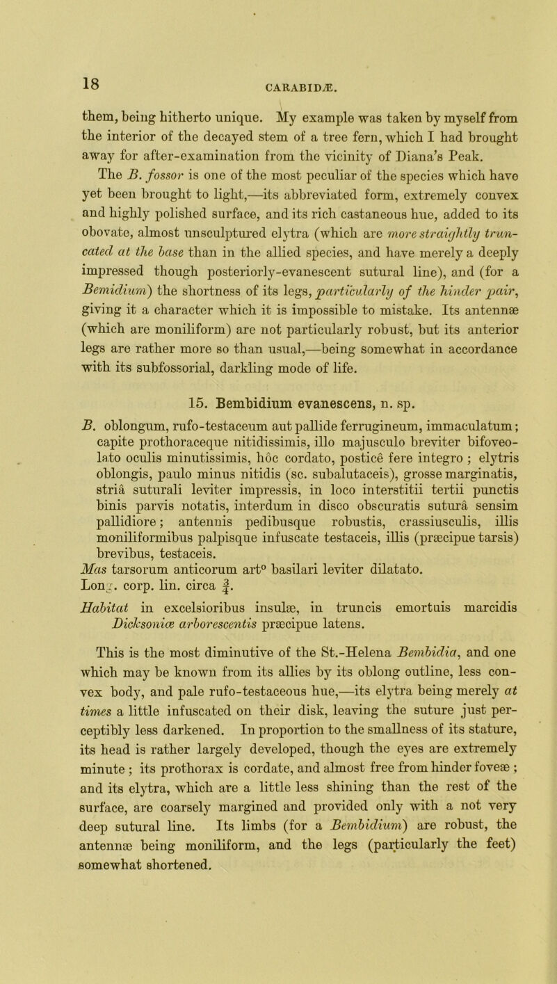 CARABIDAL. them, being hitherto unique. My example was taken by myself from the interior of the decayed stem of a tree fern, which I had brought away for after-examination from the vicinity of Diana’s Peak. The B. fossor is one of the most peculiar of the species which have yet been brought to light,—its abbreviated form, extremely convex and highly polished surface, and its rich castaneous hue, added to its obovate, almost unsculptured elytra (which are more straightly trun- cated at the base than in the allied species, and have merely a deeply impressed though posteriorly-evanescent sutural line), and (for a Bemidium) the shortness of its legs, particularly of the hinder pair, giving it a character which it is impossible to mistake. Its antennae (which are moniliform) are not particularly robust, but its anterior legs are rather more so than usual,—being somewhat in accordance with its subfossorial, darkling mode of life. 15. Bembidium evanescens, n. sp. B. oblongum, rufo-testaceum aut pallide ferrugineum, immaculatum; capite prothoraceque nitidissimis, illo majusculo breviter bifoveo- lato oculis minutissimis, hoc cordato, postice fere integro ; elytris oblongis, paulo minus nitidis (sc. subalutaceis), grosse marginatis, stria suturali leviter impressis, in loco interstitii tertii punctis binis parvis notatis, interdum in disco obscuratis sutura sensim pallidiore; antennis pedibusque robustis, crassiusculis, illis moniliformibus palpisque infuscate testaceis, illis (praecipue tarsis) brevibus, testaceis. Mas tarsorum anticorum art0 basilari leviter dilatato. Long. corp. lin. circa |. Habitat in excelsioribus insulae, in truncis emortuis marcidis Dicksonice arborescentis praecipue latens. This is the most diminutive of the St.-Helena Bembidia, and one which may be known from its allies by its oblong outline, less con- vex body, and pale rufo-testaceous hue,—its elytra being merely at times a little infuscated on their disk, leaving the suture just per- ceptibly less darkened. In proportion to the smallness of its stature, its head is rather largely developed, though the eyes are extremely minute ; its prothorax is cordate, and almost free from hinder foveae ; and its elytra, which are a little less shining than the rest of the surface, are coarsely margined and provided only with a not very deep sutural line. Its limbs (for a Bembidium) are robust, the antennae being moniliform, and the legs (particularly the feet) somewhat shortened.