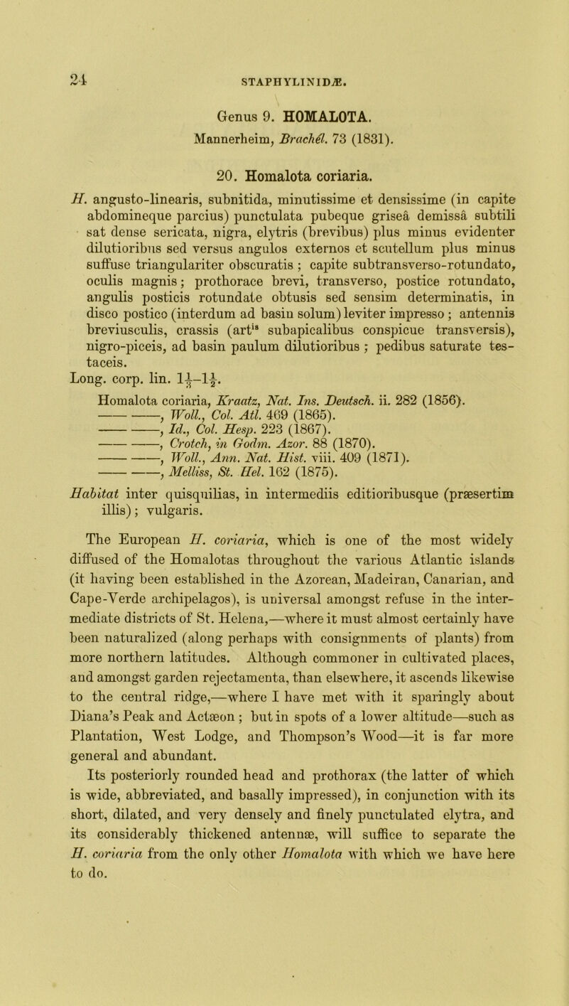 Genus 9. HOMALOTA. Mannerheim, Brachel. 73 (1831). 20. Homalota coriaria. H. angusto-linearis, subnitida, minutissime et densissime (in capite abdomineque parcius) punctulata pubeque grisea demissa subtili sat dense sericata, nigra, elytris (brevibus) plus minus evidenter dilutioribus sed versus angulos externos et scutellum plus minus suffuse triangulariter obscuratis ; capite subtransverso-rotundato, oculis magnis; protborace brevi, transverso, postice rotundato, angulis posticis rotundate obtusis sed sensim determinatis, in disco postico (interdum ad basin solum) leviter impresso ; antennis breviusculis, crassis (art*8 subapicalibus conspicue transversis), nigro-piceis, ad basin paulum dilutioribus ; pedibus saturate tes- taceis. Long. corp. lin. 1-1—1^. Homalota coriaria, Kraatz, Nat. Ins. Deutsch. ii. 282 (1856). , Woll., Col. Atl. 469 (1865). , Id., Col. Hesp. 223 (1867). , Crotch, in Godm. Azov. 88 (1870). , Woll., Ann. Nat. Hist. viii. 409 (1871). , Melliss, St. Hel. 162 (1875). Habitat inter quisquilias, in intermediis editioribusque (praesertim illis); vulgaris. The European H. coriaria, which is one of the most widely diffused of the Homalotas throughout the various Atlantic islands (it having been established in the Azorean, Madeiran, Canarian, and Cape-Verde archipelagos), is universal amongst refuse in the inter- mediate districts of St. Helena,—where it must almost certainly have been naturalized (along perhaps with consignments of plants) from more northern latitudes. Although commoner in cultivated places, and amongst garden rejectamenta, than elsewhere, it ascends likewise to the central ridge,—where I have met with it sparingly about Diana’s Peak and Actaeon ; but in spots of a lower altitude—such as Plantation, West Lodge, and Thompson’s Wood—it is far more general and abundant. Its posteriorly rounded head and prothorax (the latter of which is wide, abbreviated, and basally impressed), in conjunction with its short, dilated, and very densely and finely punctulated elytra, and its considerably thickened antennae, will suffice to separate the H. coriaria from the only other Homalota with which we have here to do.