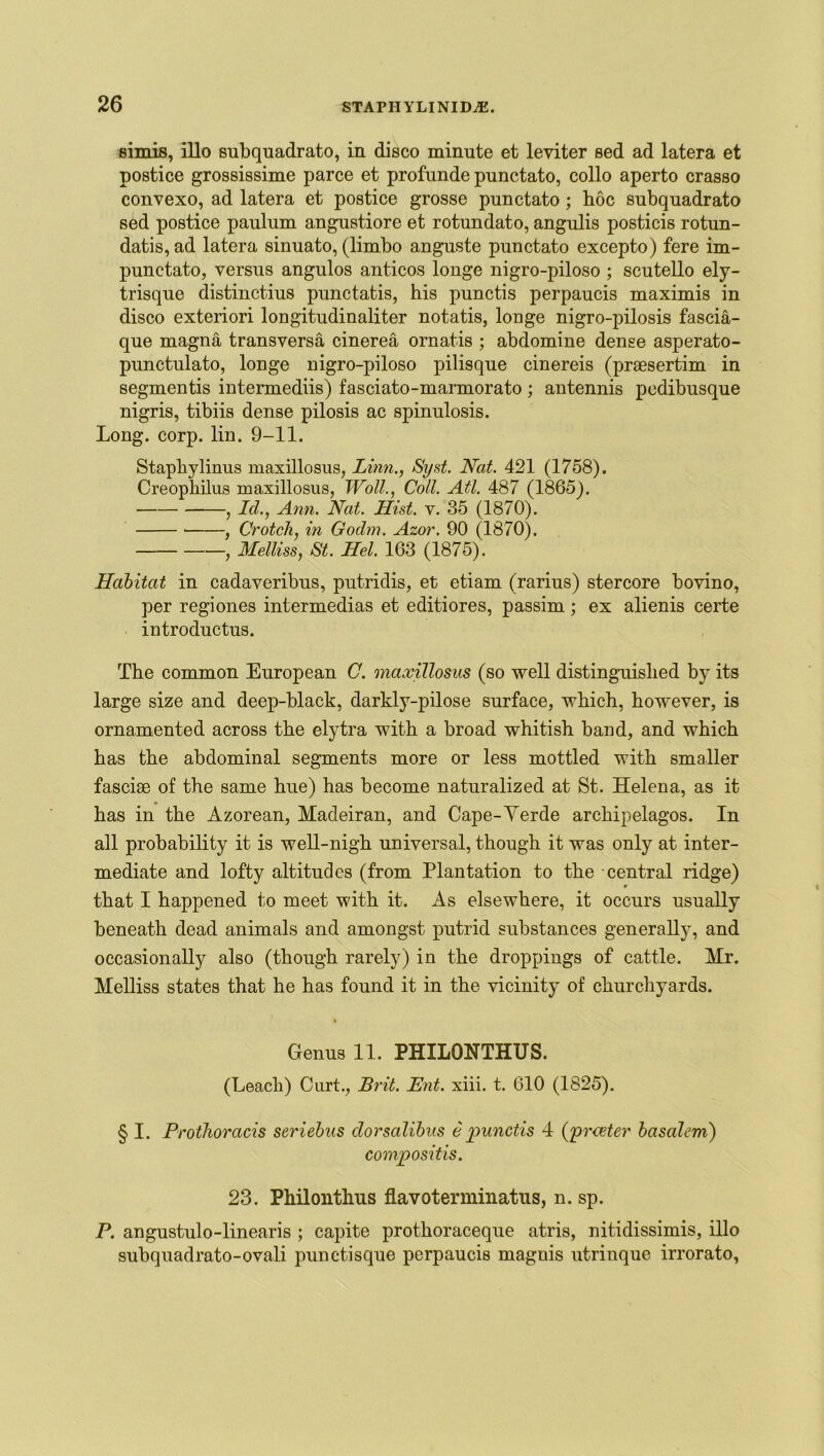 simis, illo subquadrato, in disco minute et leviter sed ad latera et postice grossissime parce et profunde punctato, collo aperto crasso convexo, ad latera et postice grosse punctato; hoc subquadrato sed postice paulum angustiore et rotundato, angulis posticis rotun- datis, ad latera sinuato, (limbo anguste punctato excepto) fere im- punctato, versus angulos anticos longe nigro-piloso ; scutello ely- trisque distinctius punctatis, his punctis perpaucis maximis in disco exteriori longitudinaliter notatis, longe nigro-pilosis fascia- que magna transversa cinerea ornatis ; abdomine dense asperato- punctulato, longe nigro-piloso pilisque cinereis (prsesertim in segmentis intermediis) fasciato-marmorato ; antennis pedibusque nigris, tibiis dense pilosis ac spinulosis. Long. corp. lin. 9-11. Stapliylinus maxillosus, Linn., Syst. Nat. 421 (1758). Creophilus maxillosus, Woll., Coll. Atl. 487 (1865). , Id., Ann. Nat. Hist. v. 35 (1870). , Crotch, in Godin. Azov. 90 (1870). , Melliss, St. Hel. 163 (1875). Habitat in cadaveribus, putridis, et etiam (rarius) stercore bovino, per regiones intermedias et editiores, passim ; ex alienis certe introductus. The common European C. maxillosus (so well distinguished by its large size and deep-black, darkly-pilose surface, which, however, is ornamented across the elytra with a broad whitish band, and which has the abdominal segments more or less mottled with smaller fasciae of the same hue) has become naturalized at St. Helena, as it has in the Azorean, Madeiran, and Cape-Verde archipelagos. In all probability it is well-nigh universal, though it was only at inter- mediate and lofty altitudes (from Plantation to the central ridge) that I happened to meet with it. As elsewhere, it occurs usually beneath dead animals and amongst putrid substances generally, and occasionally also (though rarely) in the droppings of cattle. Mr. Melliss states that he has found it in the vicinity of churchyards. Genus 11. PHILONTHUS. (Leach) Curt., Brit. Ent. xiii. t. 610 (1825). § I. Prothoracis seriebus dorsalibus e punctis 4 (prater basalcm) compositis. 23. Philonthus flavoterminatus, n. sp. P. angustulo-linearis ; capite prothoraceque atris, nitidissimis, illo subquadrato-ovali punctisque perpaucis magnis utrinque irrorato,