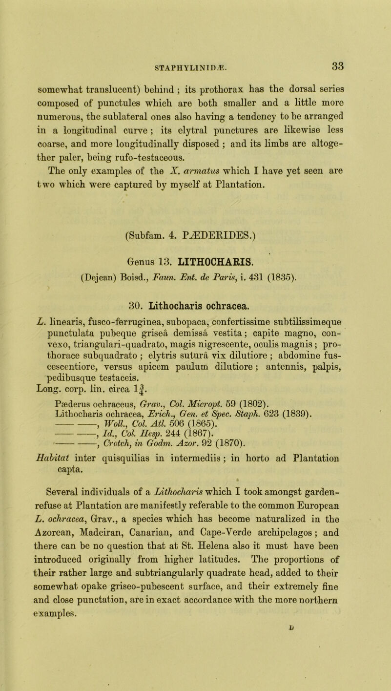 somewhat translucent) behind ; its prothorax has the dorsal series composed of punctules which are both smaller and a little more numerous, the sublateral ones also having a tendency to be arranged in a longitudinal curve ; its elytral punctures are likewise less coarse, and more longitudinally disposed ; and its limbs are altoge- ther paler, being rufo-testaceous. The only examples of the X. armatus which I have yet seen are two which were captured by myself at Plantation. (Subfam. 4. P.HDERIDES.) Genus 13. LITHOCHARIS. (Dejean) Boisd., Faun. Ent. de Paris, i. 431 (1835). 30. Lithocharis ochracea. L. linearis, fusco-ferruginea, subopaca, confertissime subtilissimeque punctulata pubeque grisea demissa vestita; capite magno, con- vexo, triangulari-quadrato, magis nigrescente, oculis magnis; pro- thorace subquaclrato ; elytris sutura vix dilutiore ; abdomine fus- cescentiore, versus apicem paulum dilutiore; antennis, palpis, pedibusque testaceis. Long. corp. lin. circa 1|. Psederus ochraceus, Grav., Col. Micropt. 59 (1802). Lithocharis ochracea, Erich., Gen. et Spec. Staph. 623 (1839). , WoU., Col. Atl. 506 (1865). , Id., Col. Hesp. 244 (1867). , Crotch, in Godm. Azor. 92 (1870). Habitat inter quisquilias in intermediis ; in horto ad Plantation capta. Several individuals of a Lithocharis which I took amongst garden- refuse at Plantation are manifestly referable to the common European L. ochracea, Grav., a species which has become naturalized in the Azorean, Madeiran, Canarian, and Cape-Verde archipelagos; and there can be no question that at St. Helena also it must have been introduced originally from higher latitudes. The proportions of their rather large and subtriangularly quadrate head, added to their somewhat opake griseo-pubescent surface, and their extremely fine and close punctation, are in exact accordance with the more northern examples. L