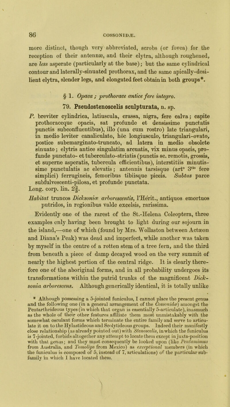 more distinct, though very abbreviated, scrobs (or fovea) for the reception of their antennae, and their elytra, although roughened, are less asperate (particularly at the base); but the same cylindrical contour and laterally-sinuated prothorax, and the same apically-desi- lient elytra, slender legs, and elongated feet obtain in both groups*. § 1. Opaca ; prothorace antice fere integro. 79. Pseudostenoscelis sculpturata, n. sp. P. breviter cylindrica, latiuscula, crassa, nigra, fere calva; capite prothoraceque opacis, sat profunde et densissime punctatis punctis subconfluentibus), illo (una cum rostro) late triangulari, in medio leviter canaliculato, hoc longiusculo, triangulari-ovato, postice subemarginato-truncato, ad latera in medio obsolete sinuato; elytris antice singulatim arcuatis, vix minus opacis, pro- funde punctato- et tuberculato-striatis (punctis sc. remotis, grossis, et superne asperatis, tubercula efficientibus), interstitiis minutis- sime punctulatis ac elevatis; antennis tarsisque (art0 3tio fere simplici) ferrugineis, femoribus tibiisque piceis. Subtus parce subfulvescenti-pilosa, et profunde punctata. Long. corp. lin. 2|. Habitat truncos Diclcsonice arborescentis, l'Herit., antiquos emortuos putridos, in regionibus valde excelsis, rarissima. Evidently one of the rarest of the St.-Helena Coleoptera, three examples only having been brought to light during our sojourn in the island,—one of which (found by Mrs. Wollaston between Actseon and Diana’s Peak) was dead and imperfect, while another was taken by myself in the centre of a rotten stem of a tree fern, and the third from beneath a piece of damp decayed wood on the very summit of nearly the highest portion of the central ridge. It is clearly there- fore one of the aboriginal forms, and in all probability undergoes its transformations within the putrid trunks of the magnificent Dick- sonia arborescens. Although generically identical, it is totally unlike * Although possessing a 5-jointed funiculus, I cannot place the present genus and the following one (in a general arrangement of the CossonicUe) amongst the Pentarthrideous types (in which that organ is essentially 5-articulate), inasmuch as the whole of their other features affiliate them most unmistakably with the somewhat osculant forms which terminate the entire famil)r and serve to articu- late it on to the Hylastideous and Scolytideous groups. Indeed their manifestly close relationship (as already pointed out) with Stenoscelis, in which the funiculus is 7-jointed, forbids altogether any attempt to locate them except in juxta-position with that genus; and they must consequently be looked upon (like Pentamimus from Australia, and Tomolips from Mexico) as exceptional members (in which the funiculus is composed of 5, instead of 7, articulations) of the particular sub- family in which I have located them.