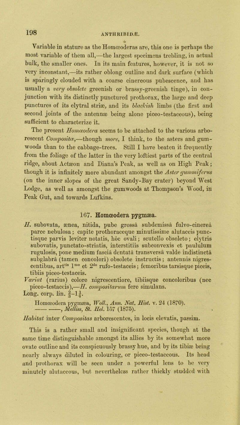 ANTI! RIB I DTE. V Variable in stature as the Homoeoderas are, this one is perhaps the most variable of them all,—the largest specimens trebling, in actual bulk, tho smaller ones. In its main features, however, it is not so very inconstant,—its rather oblong outline and dark surface (which is sparingly clouded with a coarse cinereous pubescence, and has usually a very obsolete greenish or brassy-greenish tinge), in con- junction with its distinctly punctured prothorax, the large and deep punctures of its elytral striae, and its blacJdsh limbs (the first and second joints of the antennae being alone piceo-testaceous), being sufficient to characterize it. The present Homceodera seems to be attached to the various arbo- rescent Compositce,—though more, I think, to the asters and gum- woods than to the cabbage-trees. Still I have beaten it frequently from the foliage of the latter in the very loftiest parts of the central ridge, about Actaeon and Diana’s Peak, as well as on High Peak; though it is infinitely more abundant amongst the Aster gummiferus (on the inner slopes of ihe great Sandy-Pay crater) beyond West Lodge, as well as amongst the gumwoods at Thompson’s Wood, in Peak Gut, and towards Lufkins. 167. Homceodera pygmaea. H. subovata, senea, nitida, pube grossa subdemissa fulvo-cinerea parce nebulosa; capite prothoraceque minutissime alutaceis punc- tisque parvis leviter notatis, hoc ovali; scutello obsoleto; elytris subovatis, punctato-striatis, interstitiis subconvexis et paululum rugulosis, pone medium fascia dentata transversa valde indistincta subglabra (tamen concolori) obsolete instructs; antennis nigres- centibus, arttis lmo et 2do rufo-testaceis; femoribus tarsisque piceis, tibiis piceo-testaceis. Varicit (rarius) colore nigrescentiore, tibiisque concoloribus (nec piceo-testaceis),—H. compositarum fere simulans. Long. corp. lin. §-l|. Homceodera pygmaea, Wall., Ann. Nat. Hist. v. 24 (1870). , Melliss, St. Hel. 157 (1875). Habitat inter Compositas arborescentes, in locis elevatis, passim. This is a rather small and insignificant species, though at the same time distinguishable amongst its allies by its somewhat more ovate outline and its conspicuously brassy hue, and by its tibiae being nearly always diluted in colouring, or piceo-testaceous. Its head and prothorax will be seen under a powerful lens to be very minutely alutaceous, but nevertheless rather thickly studded with