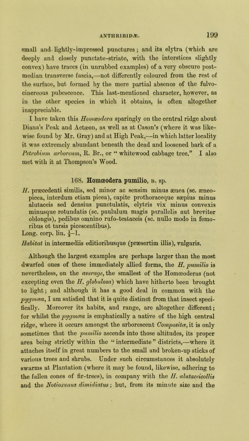 small and- lightly-impressed punctures ; and its elytra (which are deeply and closely punctate-striate, with the interstices slightly convex) have traces (in unrubbed examples) of a very obscure post- median transverse fascia,—not differently coloured from the rest of the surface, but formed by the mere partial absence of the fulvo- cinereous pubescence. This last-mentioned character, howevor, as in the other species in which it obtains, is often altogether inappreciable. I have taken this Homoeodera sparingly on the central ridge about Diana’s Peak and Action, as well as at Cason’s (where it was like- wise found by Mr. Gray) and at High Peak,—in which latter locality it was extremely abundant beneath the dead and loosened bark of a Petrobium arboreum, It. Br., or “ whitewood cabbage tree.” I also met with it at Thompson’s Wood. 168. Homoeodera pumilio, n. sp. H. praecedenti similis, sed minor ac sensim minus aenea (sc. aeneo- picea, interdum etiam picea), capite prothoraceque saepius minus alutaceis sed densius punctulatis, elytris vix minus convexis minusque rotundatis (sc. paululum magis parallelis aut breviter oblongis), pedibus omnino rufo-testaceis (sc. nullo modo in femo- ribus ct tarsis picescentibus). Long. corp. lin. 1. Habitat in intermediis editioribusque (praesertim illis), vulgaris. Although the largest examples are perhaps larger than the most dwarfed ones of these immediately allied forms, the H. pumilio is nevertheless, on the average, the smallest of the Homoeoderas (not excepting even the H. globulosa) which have hitherto been brought to light; and although it has a good deal in common with the pygmcea, I am satisfied that it is quite distinct from that insect speci- fically. Moreover its habits, and range, are altogether different; for whilst th% pygmoia is emphatically a native of the high central ridge, where it occurs amongst the arborescent Composite, it is only sometimes that the pumilio ascends into those altitudes, its proper area being strictly within the “ intermediate ” districts,—where it attaches itself in great numbers to the small and broken-up sticks of various trees and shrubs. Under such circumstances it absolutely swarms at Plantation (where it may be found, likewise, adhering to the fallen cones of fir-trees), in company with the H. alutaceicollis and the Notioxeuus dimidiatus; but, from its minute size and the