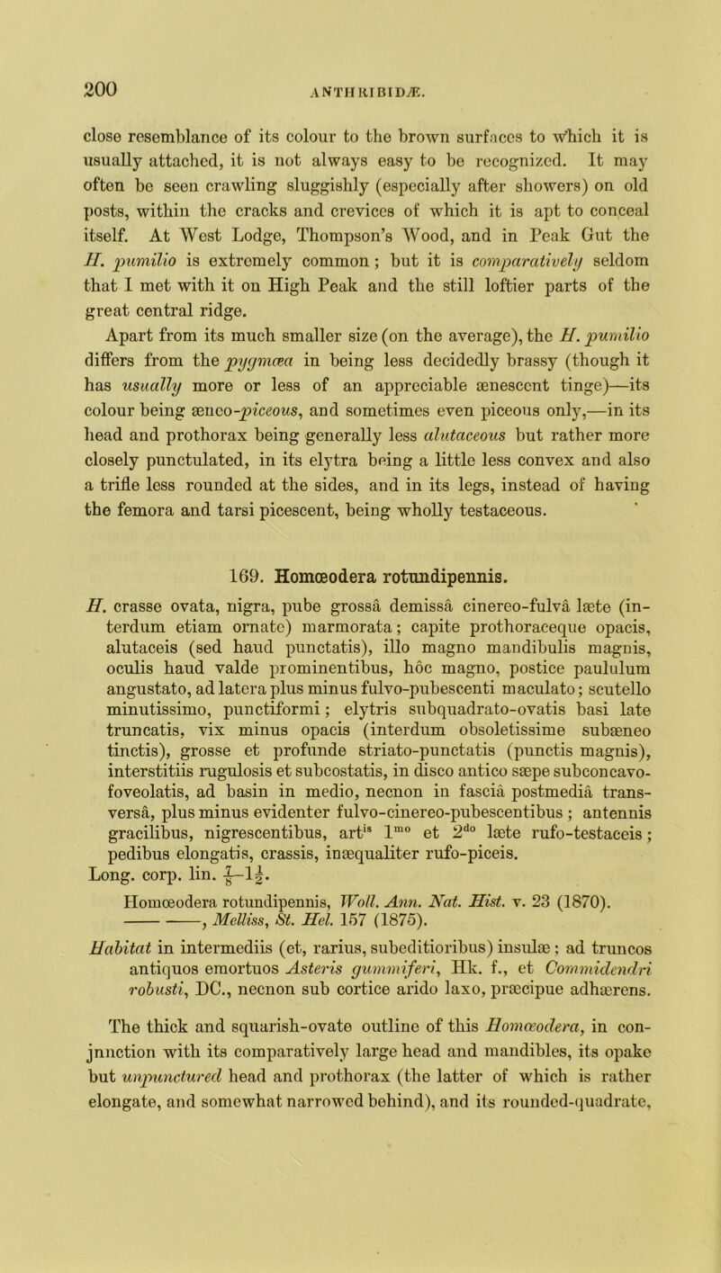 close resemblance of its colour to the brown surfaces to Which it is usually attached, it is not always easy to be recognized. It may often be seen crawling sluggishly (especially after showers) on old posts, within the cracks and crevices of which it is apt to conceal itself. At West Lodge, Thompson’s Wood, and in Peak Gut the II. pumilio is extremely common; but it is comparatively seldom that I met with it on High Peak and the still loftier parts of the great central ridge. Apart from its much smaller size (on the average), the II. pumilio differs from the pygmcea in being less decidedly brassy (though it has usually more or less of an appreciable aenesccnt tinge)—its colour being aenco-piceous, and sometimes even piceous only,—in its head and prothorax being generally less alutaceous but rather more closely punctulated, in its elytra being a little less convex and also a trifle less rounded at the sides, and in its legs, instead of having the femora and tarsi picescent, being wholly testaceous. 169. Homceodera rotnndipennis. H. crasse ovata, nigra, pube grossa demissa cinereo-fulva laete (in- terdum etiam ornate) marmorata; capite prothoraceque opacis, alutaceis (sed haud punctatis), illo magno mandibulis magnis, oculis haud valde prominentibus, hoc magno, postice paululum angustato, ad latera plus minus fulvo-pubescenti maculato; scutello minutissimo, punctiformi; elytris subquadrato-ovatis basi late truncatis, vix minus opacis (interdum obsoletissime subaeneo tinctis), grosse et profunde striato-punctatis (punctis magnis), interstitiis rugulosis et subcostatis, in disco antico saepe subconcavo- foveolatis, ad basin in medio, necnon in fascia postmedia trans- versa, plus minus evidenter fulvo-cinereo-pubescentibus ; antennis gracilibus, nigrescentibus, arti8 lmo et 2do laete rufo-testaceis; pedibus elongatis, crassis, inaequaliter rufo-piceis. Long. corp. lin. -J—1J. Homceodera rotundipennis, Wall. Ann. Nat. Hist. v. 23 (1870). , Melliss, St. Hel. 157 (1875). Habitat in intermediis (et, rarius, subeditioribus) insulae ; ad truncos antiquos emortuos Asteris gummiferi, Hk. f., et Cornmidendri robusti, DC., necnon sub cortice arido laxo, praecipue adhaerens. The thick and squarish-ovate outline of this Homceodera, in con- junction with its comparatively large head and mandibles, its opake but unpunctured head and prothorax (the latter of which is rather elongate, and somewhat narrowed behind), and its rounded-quadrate.
