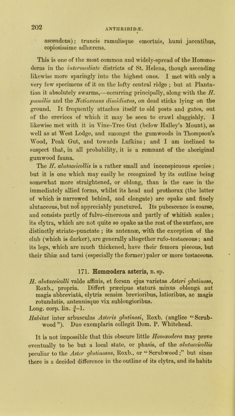ascendens); truncis ramulisque emortuis, humi jacentibus, copiosissime adhacrens. This is one of the most common and widely-spread of the Homoeo- deras in the intermediate districts of St. Helena, though ascending likewise more sparingly into the highest ones. I met with only a very few specimens of it on the lofty central ridge ; hut at Planta- tion it absolutely swarms,—occurring principally, along with the II. pamilio and the Notioxenus dimidiatus, on dead sticks lying on the ground. It frequently attaches itself to old posts and gates, out of the crevices of which it may be seen to crawl sluggishly. I likewise met with it in Vine-Tree Gut (below Halley’s Mount), as well as at West Lodge, and amongst the gum woods in Thompson’s Wood, Peak Gut, and towards Lufkins; and I am inclined to suspect that, in all probability, it is a remnant of the aboriginal gumwood fauna. The IT. alutaceicollis is a rather small and inconspicuous species ; but it is one which may easily be recognized by its outline being somewhat more straightened, or oblong, than is the case in the immediately allied forms, whilst its head and prothorax (the latter of which is narrowed behind, and elongate) are opake and finely • ' t alutaceous, but not appreciably punctured. Its pubescence is coarse, and consists partly of fulvo-cinereous and partly of whitish scales ; its elytra, which are not quite so opake as the rest of the surface, are distinctly striate-punctate ; its antennae, with the exception of the club (which is darker), are generally altogether rufo-testaceous; and its legs, which are much thickened, have their femora piceous, but their tibiae and tarsi (especially the former) paler or more testaceous. 171. Homoeodera asteris, n. sp. H. alutaceicolli valde affinis, et forsan ejus varietas Asteri glutinoso, Koxb., propria. Difiert praecipue statura minus oblonga aut magis abbreviate, elytris sensim brevioribus, latioribus, ac magis rotundatis, antennisque vix sublongioribus. Long. corp. lin. |—1. Habitat inter arbusculas Asteris glutinosi, Roxb. (anglice “Scrub- wood ”). Duo exemplaria collegit Dom. P. Whitehead. It is not impossible that this obscure little Homoeodera may prove eventually to be but a local state, or phasis, of the alutaceicollis peculiar to the Aster glutinosus, ltoxb., or “ Scrubwoodbut since there is a decided difference in the outline of its elytra, and its habits
