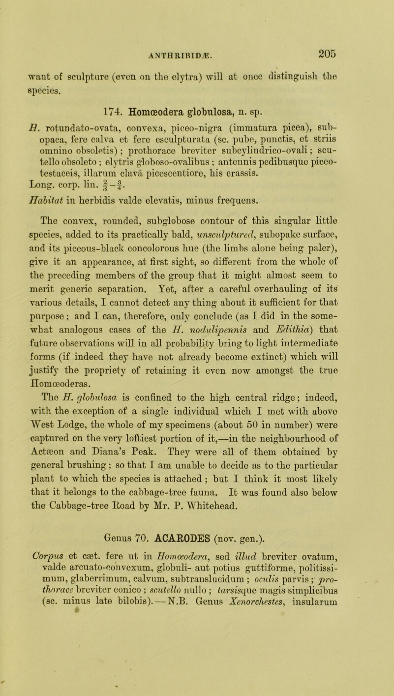 want of sculpture (even on the elytra) will at once distinguish the species. 174. Homceodera globulosa, n. sp. B. rotundato-ovata, convexa, piceo-nigra (iraraatura picea), sub- opaca, fere calva et fere esculpturata (sc. pube, punctis, ct striis omnino obsoletis) ; prothorace breviter subcjTindrico-ovali; scu- tello obsoleto ; elytris globoso-ovalibus ; antennis pedibusque piceo- testaceis, illarum clava picescentiore, his crassis. Long. corp. lin. |-f. Habitat in herbidis valde elevatis, minus frequens. The convex, rounded, subg’lobose contour of this singular little species, added to its practically bald, unsculpturecl, subopake surface, and its piceous-black concolorous hue (the limbs alone being paler), give it an appearance, at first sight, so different from the whole of the preceding members of the group that it might almost seem to merit generic separation. Yet, after a careful overhauling of its various details, I cannot detect any thing about it sufficient for that purpose; and I can, therefore, only conclude (as I did in the some- what analogous cases of the II. nodidipennis and Eclithia) that future observations will in all probability bring to light intermediate forms (if indeed they have not already become extinct) which will justify the propriety of retaining it even now amongst the true Homoeoderas. The H. globulosa is confined to the high central ridge; indeed, with the exception of a single individual which I met with above West Lodge, the whole of my specimens (about 50 in number) were captured on the very loftiest portion of it,—in the neighbourhood of Actreon and Diana’s Peak. They were all of them obtained by general brushing; so that I am unable to decide as to the particular plant to which the species is attached ; but I think it most likely that it belongs to the cabbage-tree fauna. It was found also below the Cabbage-tree Hoad by Mr. P. Whitehead. Genus 70. ACARODES (nov. gen.). Corpus ct C8et. fere ut in Bomoeodera, sed illud breviter ovatum, valde arcuato-convexum, globuli- aut potius guttiforme, politissi- mum, glaberrimum, calvum, subtranslucidum ; oculis parvis ; pro- thorace breviter conico ; scutello nullo ; tamsque magis simplicibus (sc. minus late bilobis). — N.B. Genus Xenorchestes, insularum