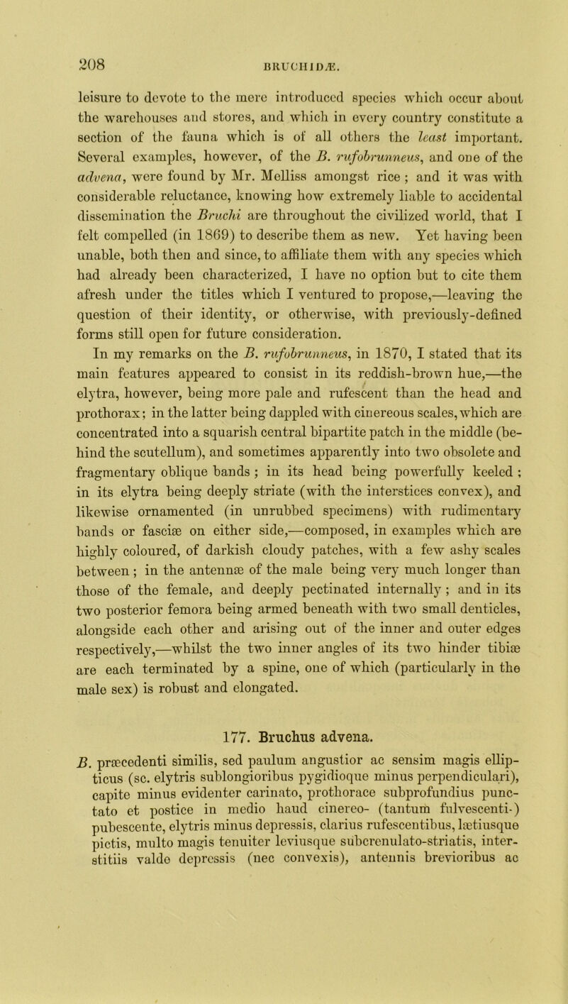 leisure to devote to the mere introduced species which occur about the warehouses and stores, and which in every country constitute a section of the fauna which is of all others the least important. Several examples, however, of the B. rufobrunneus, and one of the advena, were found by Mr. Melliss amongst rice ; and it was with considerable reluctance, knowing how extremely liable to accidental dissemination the Bruchi are throughout the civilized world, that I felt compelled (in 1869) to describe them as new. Yet having been unable, both then and since, to affiliate them with any species which had already been characterized, I have no option but to cite them afresh under the titles which I ventured to propose,—leaving the question of their identity, or otherwise, with previously-defined forms still open for future consideration. In my remarks on the B. rufobrunneus, in 1870, I stated that its main features appeared to consist in its reddish-brown hue,—the elytra, however, being more pale and rufescent than the head and prothorax; in the latter being dappled with cinereous scales, which are concentrated into a squarish central bipartite patch in the middle (be- hind the scutellum), and sometimes apparently into two obsolete and fragmentary oblique bands ; in its head being powerfully keeled ; in its elytra being deeply striate (with the interstices convex), and likewise ornamented (in unrubbed specimens) with rudimentary bands or fasciae on either side,—composed, in examples which are highly coloured, of darkish cloudy patches, with a few ashy scales between; in the antennae of the male being very much longer than those of the female, and deeply pectinated internally ; and in its two posterior femora being armed beneath with two small denticles, alongside each other and arising out of the inner and outer edges respectively,—whilst the two inner angles of its two hinder tibiae are each terminated by a spine, one of which (particularly in the male sex) is robust and elongated. 177. Bruchus advena. B. preecedenti similis, sed paulum angustior ac sensim magis ellip- ticus (sc. elytris sublongioribus pygidioque minus perpendiculari), capite minus evidenter carinato, prothorace subprofundius punc- tato et postice in medio baud cinereo- (tantum fulvescenti-) pubescente, elytris minus depressis, clarius rufescentibus, lastiusque pictis, multo magis tenuiter leviusque subcrenulato-striatis, inter- stitiis valdo depressis (nec convexis), antennis brevioribus ac