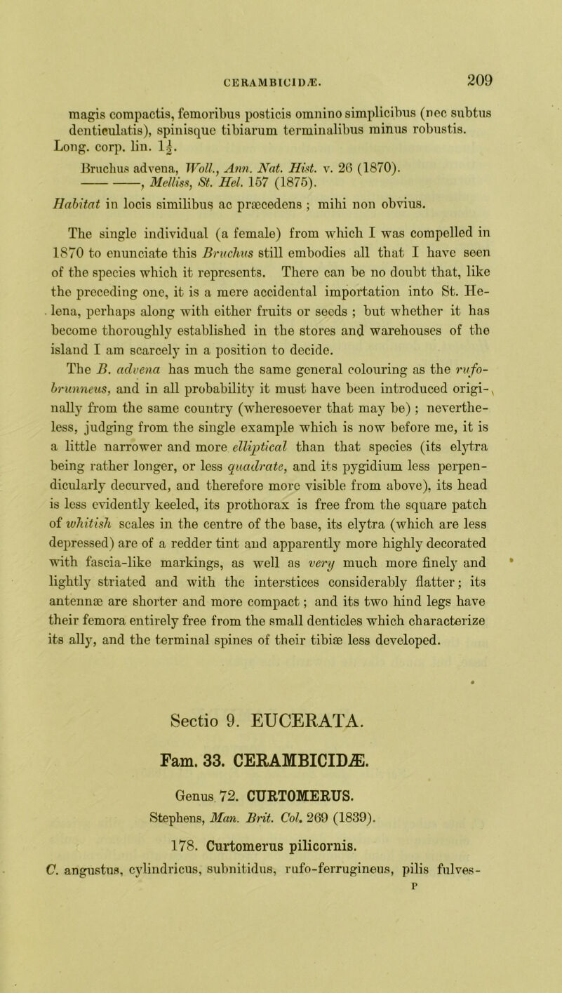 magis compactis, femoribus posticis omnino simplicibus (ncc subtus dentifulatis), spinisque tibiarum terminalibus minus robustis. Long. corp. lin. 1|. Bruchus ad vena, Woll., Ann. Nat. Hist. v. 26 (1870). , Melliss, St,. Hel. 157 (1875). Habitat in locis similibus ac praecedens ; miki non obvius. The single individual (a female) from which I was compelled in 1870 to enunciate this Bruchus still embodies all that I have seen of the species which it represents. There can be no doubt that, like the preceding one, it is a mere accidental importation into St. He- lena, perhaps along with either fruits or seeds ; but whether it has become thoroughly established in the stores and warehouses of the islaud I am scarcely in a position to decide. The B. cidvena has much the same general colouring as the rufo- brunneus, and in all probability it must have been introduced origi- v nally from the same country (wheresoever that may be) ; neverthe- less, judging from the single example which is now before me, it is a little narrower and more elliptical than that species (its elytra being rather longer, or less quadrate, and its pygidium less perpen- dicularly decurved, and therefore more visible from above), its head is less evidently keeled, its prothorax is free from the square patch of whitish scales in the centre of the base, its elytra (which are less depressed) are of a redder tint and apparently more highly decorated with fascia-like markings, as well as very much more finely and lightly striated and with the interstices considerably flatter; its antennae are shorter and more compact; and its two hind legs have their femora entirely free from the small denticles which characterize its ally, and the terminal spines of their tibiae less developed. Sectio 9. EUCERATA. Fam. 33. CERAMBICIDiE. Genus 72. CURTOMERUS. Stephens, Man. Brit. Col. 269 (1839). 178. Curtomerus pilicornis. C. angustus, cylindricus, subnitidus, rufo-ferrugineus, pilis fulves-