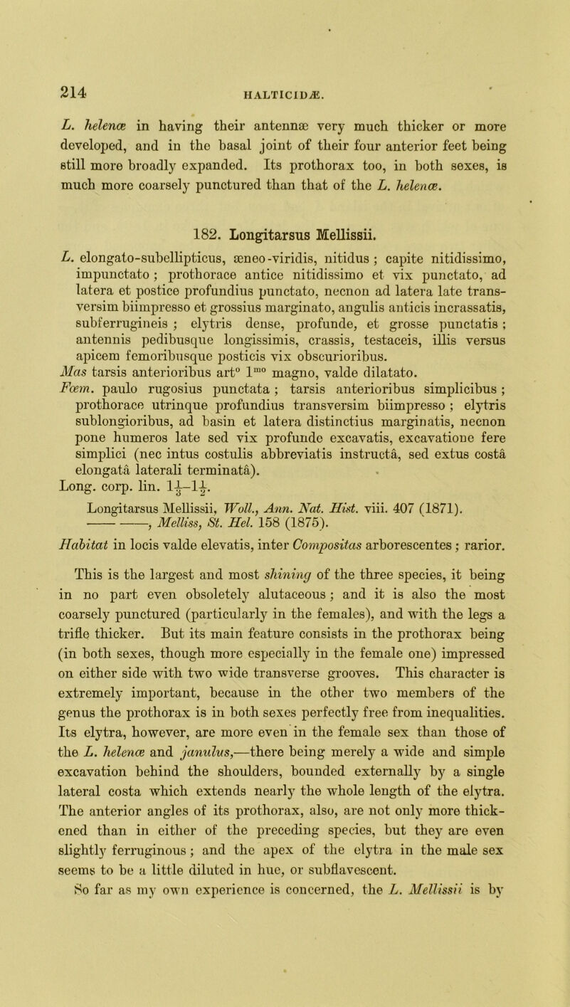 L. helence in having their antennae very much thicker or more developed, and in the basal joint of their four anterior feet being still more broadly expanded. Its prothorax too, in both sexes, is much more coarsely punctured than that of the L. helence. 182. Longitarsus Mellissii. L. elongato-subellipticus, aeneo-virklis, nitidus ; capite nitidissimo, impunctato ; prothorace antice nitidissimo et vix punctato, ad latera et postice profundius punctato, necnon ad latera late trans- versim biimpresso et grossius marginato, angulis anticis incrassatis, subferrugineis ; elytris dense, profunde, et grosse punctatis ; antennis pedibusque longissimis, crassis, testaceis, illis versus apicem femoribusque posticis vix obscurioribus. Mas tarsis anterioribus art° lm0 magno, valde dilatato. Fcem. paulo rugosius punctata; tarsis anterioribus simplicibus ; prothorace utrinque profundius transversim biimpresso ; elytris sublongioribus, ad basin et latera distinctius marginatis, necnon pone humeros late sed vix profunde excavatis, excavatione fere simplici (nec intus costulis abbreviates instructs, sed extus costa elongata laterali terminata). Long. corp. lin. 1-1—1-*-. Longitarsus Mellissii, Woll., Ann. Nat. Hist. viii. 407 f 1871). , Melliss, St. Hel. 158 (1875). Habitat in locis valde elevatis, inter Compositas arborescentes ; rarior. This is the largest and most shining of the three species, it being in no part even obsoletely alutaceous ; and it is also the most coarsely punctured (particularly in the females), and with the legs a trifle thicker. But its main feature consists in the prothorax being (in both sexes, though more especially in the female one) impressed on either side with two wide transverse grooves. This character is extremely important, because in the other two members of the genus the prothorax is in both sexes perfectly free from inequalities. Its elytra, however, are more even in the female sex than those of the L. helence and janulus,—there being merely a wide and simple excavation behind the shoulders, bounded externally by a single lateral costa which extends nearly the whole length of the elytra. The anterior angles of its prothorax, also, are not only more thick- ened than in either of the preceding species, but they are even slightly ferruginous; and the apex of the elytra in the male sex seems to be a little diluted in hue, or subflavescent. 8o far as my own experience is concerned, the L. Mellissii is by
