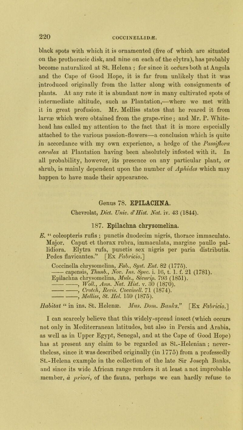 black spots with which it is ornamented (five of which are situated on the pro thoracic disk, and nine on each of the elytra), has probably become naturalized at St. Helena ; for since it occurs both at Angola and the Cape of Good Hope, it is far from unlikely that it was introduced originally from the latter along with consignments of plants. At any rate it is abundant now in many cultivated spots of intermediate altitude, such as Plantation,—where we met with it in great profusion. Mr. Melliss states that he reared it from larvae which were obtained from the grape-vine; and Mr. P. White- head has called my attention to the fact that it is more especially attached to the various passion-flowers—a conclusion which is quite in accordance with my own experience, a hedge of the Passijlora ccerulea at Plantation having been absolutely infested with it. In all probability, however, its presence on any particular plant, or shrub, is mainly dependent upon the number of Aphides which may happen to have made their appearance. Genus 78. EPILACHNA. Clievrolat, Diet. Univ. d1 Hist. Nat. iv. 43 (1844). 187. Epilachna chrysomelina. E. “ coleopteris rufis ; punctis duodecim nigris, thorace immaculato. Major. Caput et thorax rubra, immaculata, margine paullo pal- lidiora. Elytra rufa, punctis sex nigris per paria distributis. Pedes flavicantes.” [Ex Fabricio.] Coccinella chrysomelina, Fab., Syst. Ent. 82 (1775). capensis, Thunb., Nov. Tns. Spec. i. 16, t. 1. f. 21 (1781). Epilachna chrysomelina, Muls., Securip. 793 (1851). , Woll., Ann. Nat. Hist. v. 30 (1870). , Crotch, Revis. Coccinell. 71 (1874). , Melliss, St. Hel. 159 (1875). Habitat “ in ins. St. Helense. Mas. Dom. Banks.” [Ex Fabricio.'] I can scarcely believe that this widely-spread insect (which occurs not only in Mediterranean latitudes, but also in Persia and Arabia, as well as in Upper Egypt, Senegal, and at the Cape of Good Hope) has at present any claim to be regarded as St.-Helcnian ; never- theless, since it was described originally (in 1775) from a professedly St.-Helena example in the collection of the late Sir Joseph Banks, and since its wide African range renders it at least a not improbable member, a priori, of the fauna, perhaps we can hardly refuse to