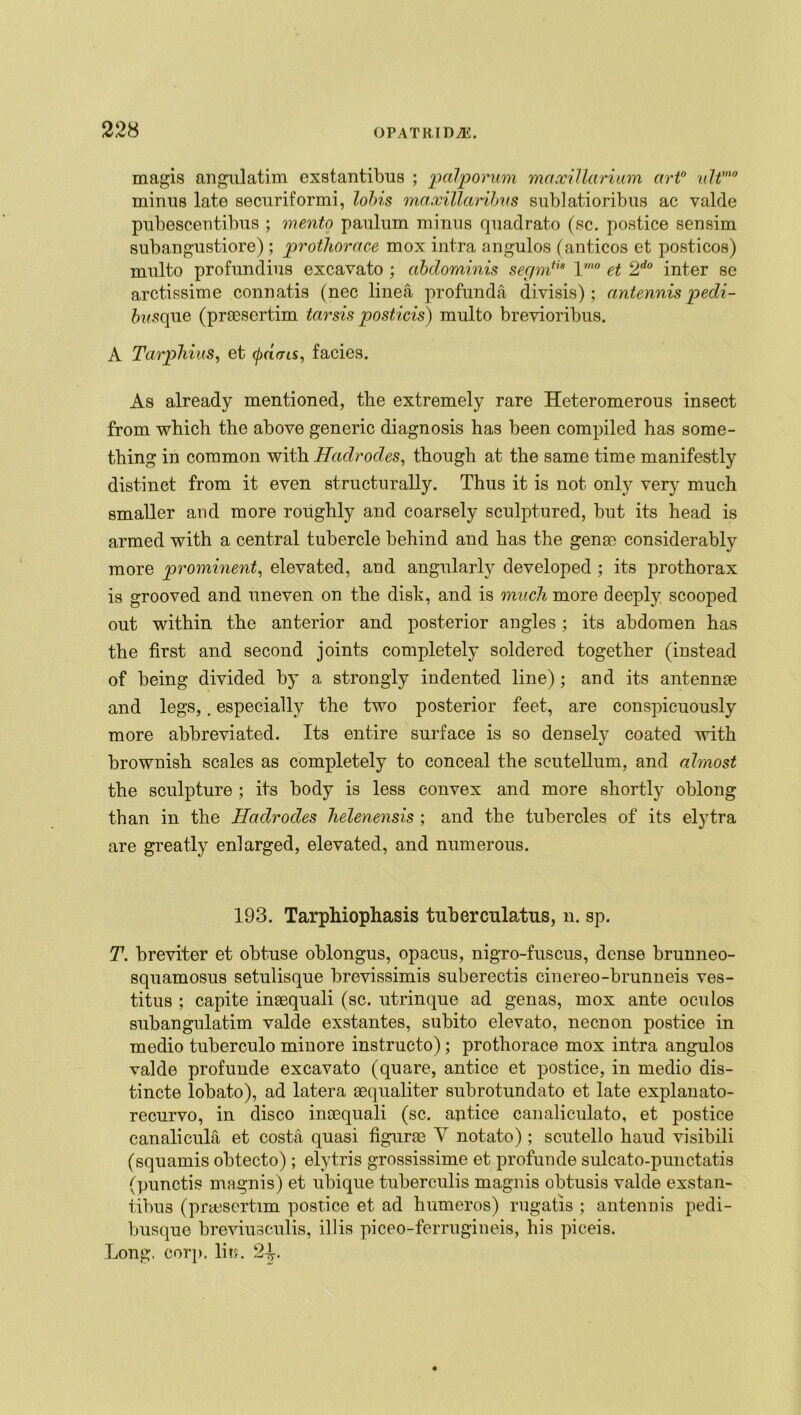 magis angulatim exstantibus ; palp ovum maxillarium art0 idtmo minus late securiformi, loins maxillarihus sublatioribus ac valde pubesceutibus ; mento paulum minus quadrato (sc. postice sensim subangustiore) ; protliorace mox intra angulos (anticos et posticos) multo profundius excavato ; abdominis segmtig Vno et 2do inter se arctissime conuatis (nec linea profunda divisis) ; antennis pedi- 6wsque (prsesertim tarsis posticis) multo breyioribus. A Tarphius, et ^doas, facies. As already mentioned, the extremely rare Heteromerous insect from which the above generic diagnosis has been compiled has some- thing in common with Hadrodes, though at the same time manifestly distinct from it even structurally. Thus it is not only very much smaller and more roughly and coarsely sculptured, but its head is armed with a central tubercle behind and has the genae considerably more prominent, elevated, and angularly developed ; its prothorax is grooved and uneven on the dish, and is much more deeply scooped out within the anterior and posterior angles; its abdomen has the first and second joints completely soldered together (instead of being divided by a strongly indented line); and its antennae and legs,, especially the two posterior feet, are conspicuously more abbreviated. Its entire surface is so densely coated with brownish scales as completely to conceal the seutellum, and almost the sculpture ; its body is less convex and more shortly oblong than in the Hadrodes helenensis ; and the tubercles of its elytra are greatly enlarged, elevated, and numerous. 193. Tarphiophasis tnberculatus, n. sp. T. breviter et obtuse oblongus, opacus, nigro-fuscus, dense brunneo- squamosus setulisque brevissimis suberectis cinereo-brunneis ves- titus ; capite inaequali (sc. utrinque ad genas, mox ante oculos subangulatim valde exstantes, subito elevato, necnon postice in medio tuberculo minore instructo); prothorace mox intra angulos valde profunde excavato (quare, antice et postice, in medio dis- tincte lobato), ad latera sequaliter subrotundato et late explanato- recurvo, in disco inoequali (sc. antice canaliculato, et postice canalicula et costa quasi figurae Y notate) ; scutello hand visibili (squamis obtecto) ; elytris grossissime et profunde sulcato-punctatis (punctis magnis) et ubique tuberculis magnis obtusis valde exstan- tibu3 (prtusertim postice et ad humeros) rugatis ; antennis pedi- busque breviusculis, illis piceo-ferrugineis, his piceis. Long, cor]), lits. 2^.
