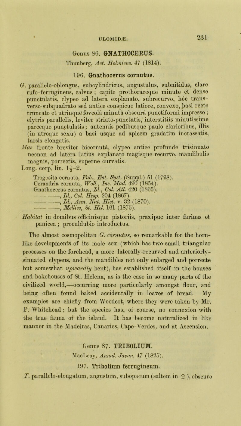 IIL0M1D*. Genus 86. GNATHOCERUS. Thunberg, Act. Holmiens. 47 (1814). 196. Gnathocerus cornutus. 0. parallelo-oblongus, subcylindricus, augustulus, subnitidus, clare rufo-fcrrugineus, calvus ; capite protlioracequc minute et dense punctulatis, clypeo ad latera oxplanato, subrecurvo, hoc trans- verso-subquadrato sed antice conspicue latiore, convexo, })asi recte truncato et utrinque foveola minuta obscura punctiformi impresso ; elytris parallelis, leviter striato-punctatis, interstitiis minutissime parceque punctulatis ; anteunis pedibusque paulo clarioribus, illis (in utroque sexu) a basi usque ad apicem gradatim incrassatis, tarsis elongatis. Mas fronte breviter bicornuta, clypeo antice profunde trisinuato necnon ad latera latius explan ato magisque recurvo, mandibulis magnis, porrectis, superne curvatis. Long. corp. lin. l|-2. Trogosita comuta, Fab., Eat. Syst. (Suppl.) 51 (1798). Cerandria cornuta, Wall., Ins. Mad. 490 (1854). Gnathocerus cornutus, Id., Col. Atl. 420 (1865). , Id., Col. Hesp. 204 (1867). , Id., Ann. Nat. Hist. v. 32 (1870). , Melliss, St. Hel. 161 (1875). Habitat in domibus officinisque pistoriis, praecipue inter farinas et panicea; proculdubio introductus. The almost cosmopolitan G. cornutus, so remarkable for the horn- like developments of its male sex (which has two small triangular processes on the forehead, a more laterally-recurved and anteriorly- sinuated clypeus, and the mandibles not only enlarged and porrecte but somewhat upwardly bent), has established itself in the houses and bakehouses of St. Helena, as is the case in so many parts of the civilized world,—occurring more particularly amongst flour, and being often found baked accidentally in loaves of bread. My examples are chiefly from Woodcot, where they were taken by Mr. P. Whitehead ; but the species has, of course, no connexion with the true fauna of the island. It has become naturalized in like manner in the Madeiras, Canaries, Cape-Verdes, and at Ascension. Genus 87. TRIBOLIUM. MacLeay, Annul. Javan. 47 (1825). 197. Tribolium ferrugineum. T. parallclo-elongatum, angustum, subopacum (saltern in $ ), obscure