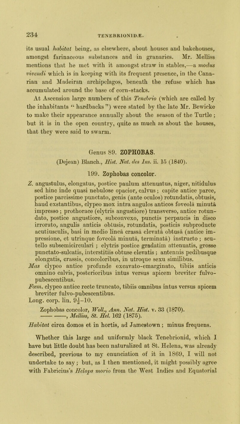 its usual habitat being, as elsewhere, about houses and bakehouses, amongst farinaceous substances and in granaries. Mr. Melliss mentions that he met with it amongst straw in stables,—a modus vivendi which is in keeping with its frequent presence, in the Cana- rian and Madeiran archipelagos, beneath the refuse which has accumulated around the base of corn-stacks. At Ascension large numbers of this Tenebrio (which are called by the inhabitants “ hardbacks ”) were stated by the late Mr. Bewicke to make their appearance annually about the season of the Turtle ; but it is in the open country, quite as much as about the houses, that they were said to swarm. Genus 89. ZOPHOBAS. (Dejean) Blanch., Hist. Nat. des Ins. ii. 15 (1840), 199. Zophobas concolor. Z. angustulus, elongatus, postice paulum attenuates, niger, nitidulus sed hinc inde quasi nebulose opacior, calvus ; capite antice parce, postice parcissime punctato, genis (ante oculos) rotundatis, obtusis, baud exstantibus, clypeo mox intra angulos anticos foveola minuta impresso ; prothorace (elytris angustiore) transverso, antice rotun- dato, postice angustiore, subconvexo, punctis perpaucis in disco irrorato, angulis anticis obtusis, rotundatis, posticis subproducte acutiusculis, basi in medio linea crassa elevat-a obtusa (antice im- pressione, et utrinque foveola minuta, terminate) instructo ; scu- tello subsemicirculari ; elytris postice gradatim attenuatis, grosse punctato-sulcatis, interstitiis obtuse elevatis ; antennis pedibusque elongatis, crassis, concoloribus, in utroque sexu similibus. Mas clypeo antice profunde excavato-emarginato, tibiis anticis omnino calvis, posterioribus intus versus apicem breviter fulvo- pubescentibus. Foem. clypeo antice recte truncato, tibiis omnibus intus versus apicem breviter fulvo-pubescentibus. Long. corp. lin. 9|-10. Zophobas concolor, Woll., Ann. Nat. Hist. v. 33 (1870). , Melliss, St. Hel. 162 (1875). Habitat circa domos et in hortis, ad Jamestown; minus frequens. Whether this large and uniformly black Tenebrionid, which I have but little doubt has been naturalized at St. Helena, was already described, previous to my enunciation of it in 1869, I will not undertake to say; but, as I then mentioned, it might possibly agree with Fabricius's Hclops morio from the West Indies and Equatorial