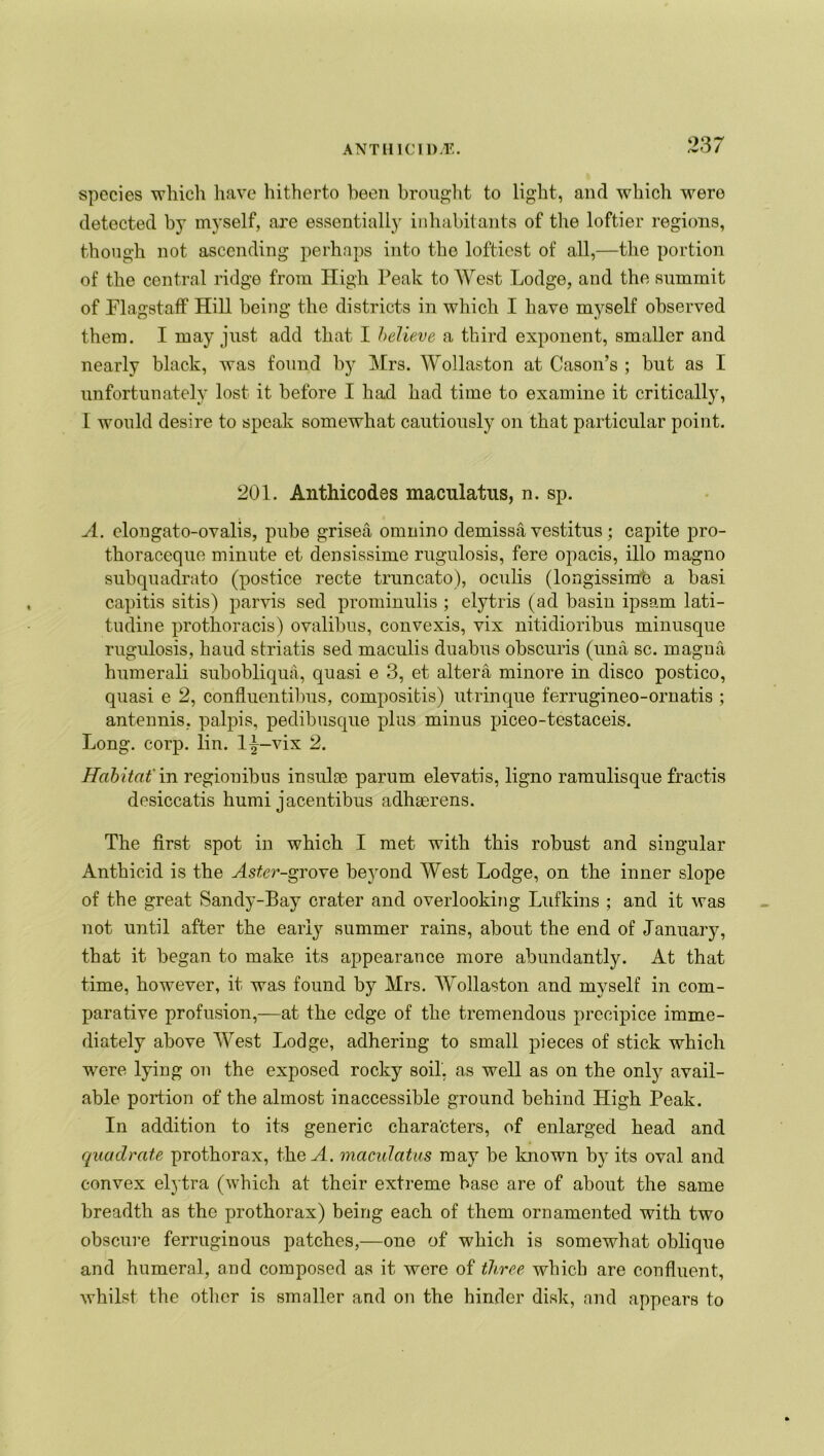 ANT II 1C IDE. species which have hitherto been brought to light, and which were detected by myself, are essentially inhabitants of the loftier regions, though not ascending perhaps into the loftiest of all,—the portion of the central ridge from High Peak to West Lodge, and the summit of Flagstaff Hill being the districts in which I have myself observed them. I may just add that I believe a third exponent, smaller and nearly black, was found by Mrs. Wollaston at Cason’s ; but as I unfortunately lost it before I had had time to examine it critically, I would desire to speak somewhat cautiously on that particular point. 201. Anthicodes macnlatus, n. sp. A. elongato-ovalis, pube grisea omnino demissa vestitus ; capite pro- thoraccque minute et densissime rugulosis, fere opacis, illo magno subquadrato (postice recte truncato), oculis (longissime a basi capitis sitis) parvis sed prominulis ; elytris (ad basin ipsam lati- tudine prothoracis) ovalibus, convexis, vix nitidioribus minusque rugulosis, haud striatis sed maculis duabus obscuris (una sc. magua humerali subobliqua, quasi e 3, et altera minore in disco postico, quasi e 2, confluentibus, compositis) utrinque ferrugineo-ornatis ; antennis, palpis, pedibusque plus minus piceo-testaceis. Long. corp. lin. 1^-vix 2. Habitat' in regionibus insulae parum elevatis, ligno ramulisque fractis desiccatis humi jacentibus adhaerens. The first spot in which I met with this robust and singular Anthicid is the Aster-grove beyond West Lodge, on the inner slope of the great Sandy-Bay crater and overlooking Lufkins ; and it was not until after the early summer rains, about the end of January, that it began to make its appearance more abundantly. At that time, however, it was found by Mrs. Wollaston and myself in com- parative profusion,—at the edge of the tremendous precipice imme- diately above West Lodge, adhering to small pieces of stick which were lying on the exposed rocky soil, as well as on the only avail- able portion of the almost inaccessible ground behind High Peak. In addition to its generic chara'cters, of enlarged head and quadrate prothorax, theM. maculatus may be known by its oval and convex elytra (which at their extreme base are of about the same breadth as the prothorax) being each of them ornamented with two obscure ferruginous patches,—one of which is somewhat oblique and humeral, and composed as it were of three which are confluent, whilst the other is smaller and on the hinder disk, and appears to