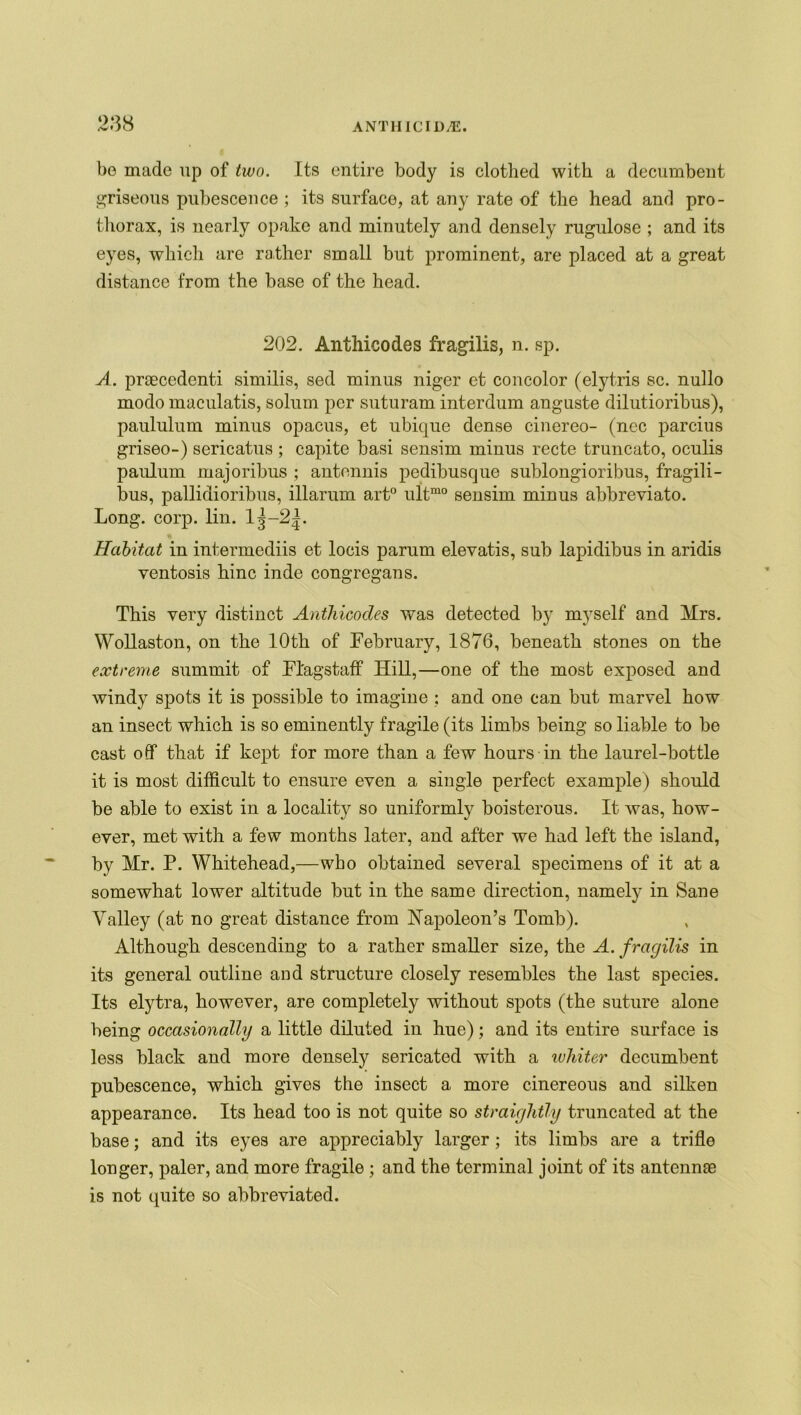 bo made up of two. Its entire body is clothed with a decumbent griseous pubescence ; its surface, at any rate of the head and pro- thorax, is nearly opake and minutely and densely rugulose ; and its eyes, which are rather small but prominent, are placed at a great distance from the base of the head. 202. Anthicodes fragilis, n. sp. A. praecedenti similis, sed minus niger et concolor (elytris sc. nullo modo maculatis, solum per suturam interdum anguste dilutioribus), paululum minus opacus, et ubique dense cinereo- (nec parcius griseo-) sericatus ; capite basi sensim minus recte truncato, oculis paulum majoribus ; antennis pedibusque sublongioribus, fragili- bus, pallidioribus, illarum art0 ultmo sensim minus abbreviato. Long. corp. lin. lj-2|. Habitat in intermediis et locis parum elevatis, sub lapidibus in aridis ventosis hinc inde congrcgans. This very distinct Anthicodes was detected by myself and Mrs. Wollaston, on the 10th of February, 1876, beneath stones on the extreme summit of Flagstaff Hill,—one of the most exposed and windy spots it is possible to imagine : and one can but marvel how an insect which is so eminently fragile (its limbs being so liable to be cast off that if kept for more than a few hours in the laurel-bottle it is most difficult to ensure even a single perfect example) should be able to exist in a locality so uniformly boisterous. It was, how- ever, met with a few months later, and after we had left the island, by Mr. P. Whitehead,—who obtained several specimens of it at a somewhat lower altitude but in the same direction, namely in Sane Valley (at no great distance from Napoleon’s Tomb). Although descending to a rather smaller size, the A. fragilis in its general outline and structure closely resembles the last species. Its elytra, however, are completely without spots (the suture alone being occasionally a little diluted in hue); and its entire surface is less black and more densely sericated with a whiter decumbent pubescence, which gives the insect a more cinereous and silken appearance. Its head too is not quite so straightly truncated at the base; and its eyes are appreciably larger; its limbs are a trifle longer, paler, and more fragile ; and the terminal joint of its antennae is not quite so abbreviated.