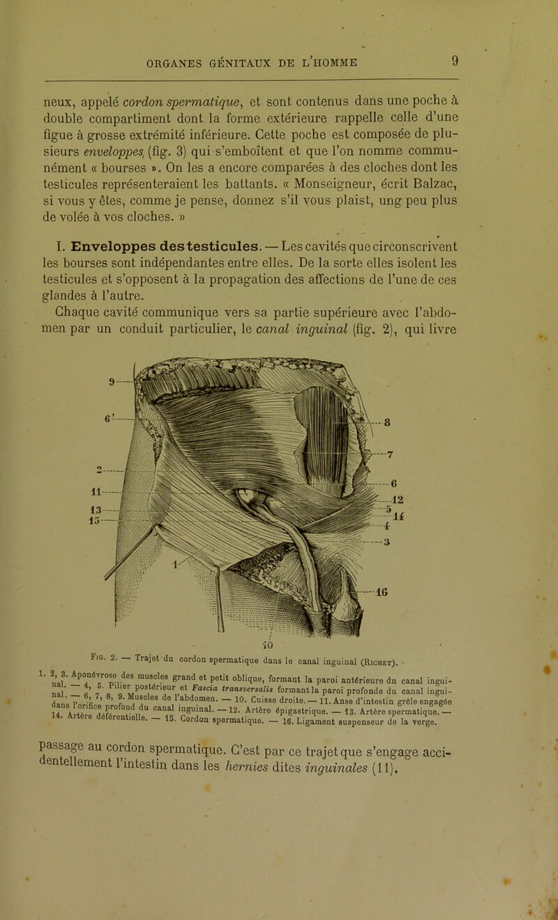 neux, appelé cordon spermatique, et sont contenus dans une poche à double compartiment dont la forme extérieure rappelle celle d’une figue à grosse extrémité inférieure. Cette poche est composée de plu- sieurs enveloppes, (fig. 3) qui s’emboîtent et que l’on nomme commu- nément « bourses ». On les a encore comparées à des cloches dont les testicules représenteraient les battants. « Monseigneur, écrit Balzac, si vous y êtes, comme je pense, donnez s’il vous plaist, ung peu plus de volée à vos cloches. » I. Enveloppes des testicules. — Les cavités que circonscrivent les bourses sont indépendantes entre elles. De la sorte elles isolent les testicules et s’opposent à la propagation des affections de l’une de ces glandes à l’autre. Chaque cavité communique vers sa partie supérieure avec l’abdo- men par un conduit particulier, le canal inguinal (fig. 2), qui livre Fig. 2. — Trajot du cordoa spermatique dans le canal inguinal (Richet). 1. 2 3. Aponévrose des muscles grand et petit oblique, formant la paroi antérieure dn canal ingui- nnî* fi* T Q Fascia tranaversalis formant la paroi profonde du canal ingui- dans Vnr. îi ’ ’ f ** 0 1 abdomen. 10. Cuisse droite.— 11. Anse d'intestin grêle engagée ir AKér! “'‘“A inguinal.-12. Artère épigastrique. - 13. Artère spermatique.— . Artère déférentielle. — 15. Cordon spermatique. — 16. Ligament suspenseur de la verge. passage au cordon spermatique. C’est par ce trajet que s’engage acci- en ellement 1 intestin dans les hernies dites inguinales (11).