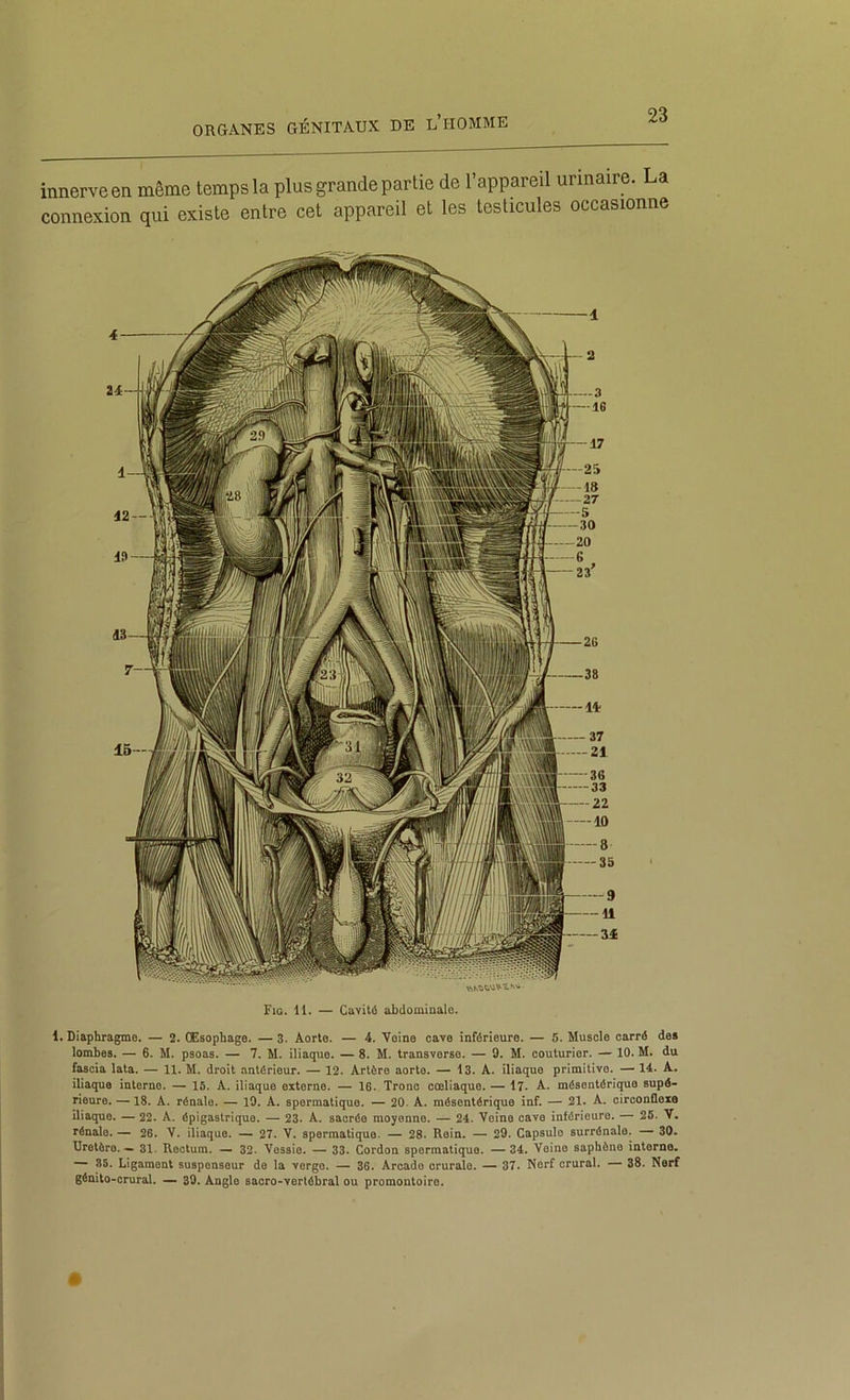 innerve en même temps la plus grande partie de l’appared urinaire. La connexion qui existe entre cet appareil et les testicules occasionne Fig. 11. — Cavité abdominale. 1. Diaphragme. — 2. Œsophage. —3. Aorte. — 4. Veine cave inférieure. — 6. Muscle carré des lombes. — 6. M. psoas. — 7, M. iliaque. — 8. M. transvorso. — 0. M. couturier. — 10. M. du fascia lata. — 11. M. droit antérieur. — 12. Artère aorte. — 13. A. iliaque primitive. — 14. A. iliaque interne. — 15. A. iliaque externe. — 16. Tronc coeliaque. — l7. A. mésentérique supé- rieure. —18. A. rénale. — l9. A. spermatique. — 20. A. mésentérique înf. — 21. A. circonflexe iliaque. — 22. A. épigastrique. — 23. A. sacrée moyenne. — 24. Veine cave inférieure. — 26. V. rénale. — 26. V. iliaque. —■ 27. V. spermatique. — 28. Rein. — 29. Capsule surrénale. — 30- Uretère. — 81. Rectum. — 32. Vessie. — 33. Cordon spermatique. — 34. Veine saphène interne. — 85. Ligament susponseur do la verge. — 36. Arcade crurale. — 37. Nerf crural. — 38. Nerf gômto-crural. — 39. Angle sacro-vertébral ou promontoire.