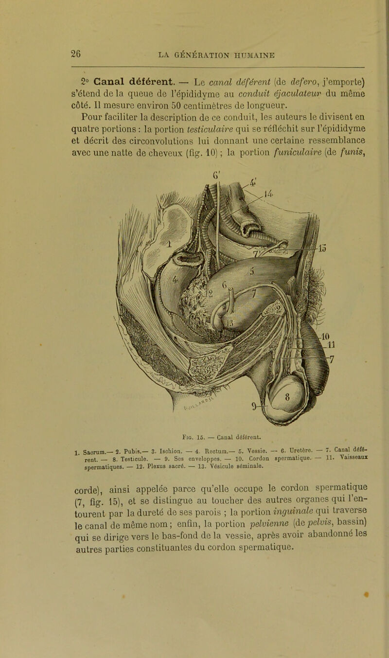 2° Canal déférent. — Le canal déférent (de defero^ j’emporle) s’étend de la queue de l’épididyme au conduit éjaculateur du même côté. 11 mesure environ 50 centimètres de longueur. Pour faciliter la description de ce conduit, les auteurs le divisent en quatre portions : la portion testiculaire qui se réfléchit sur l’épididyme et décrit des circonvolutions lui donnant une certaine ressemblance avec une natte de cheveux (fig. 10) ; la portion funiculaire (de funis, Fig. 15. — Canal déférent. 1. Sacrum.— 2. Pubis.— 3. Ischion. — 4. Rectum.— 5. Vessie. — G. Uretère. — 7. Canal défé- rent. — 8. Testicule. — 9. Ses enveloppes. — 10. Cordon spermatique. — 11. Vaisseaux spermatiques. — 12. Plexus sacré. — 13. Vésicule séminale. corde), ainsi appelée parce qu’elle occupe le cordon spermatique (7, fig. 15), et se distingue au toucher des autres organes qui l’en- tourent par la dureté de ses parois ; la portion inguinale qui traverse le canal de même nom ; enfin, la portion pelvienne (de pelvis, bassin) qui se dirige vers le bas-fond de la vessie, après avoir abandonné les autres parties constituantes du cordon spermatique. «