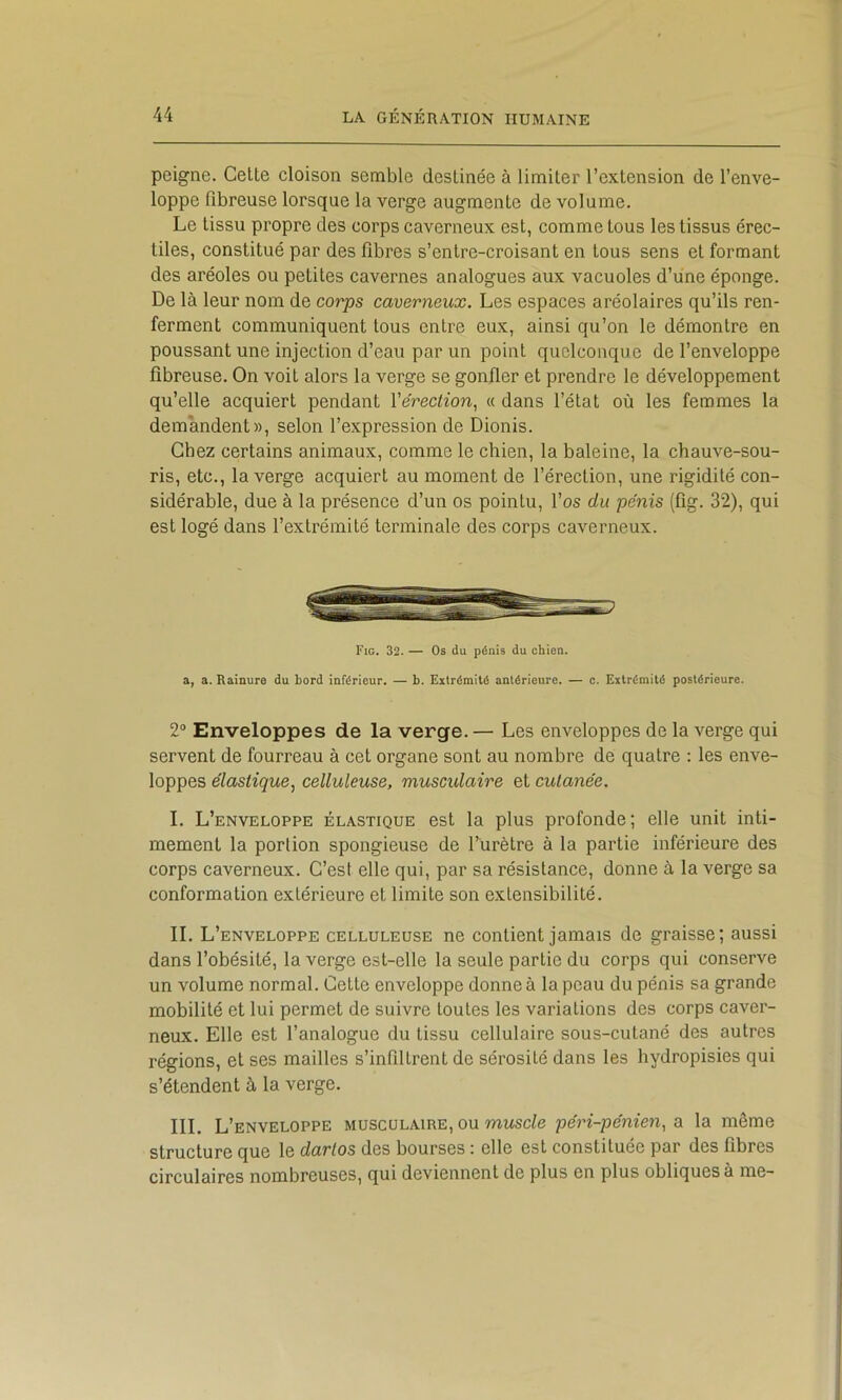 peigne. Cette cloison semble destinée à limiter l’extension de l’enve- loppe fibreuse lorsque la verge augmente de volume. Le tissu propre des corps caverneux est, comme tous les tissus érec- tiles, constitué par des fibres s’entre-croisant en tous sens et formant des aréoles ou petites cavernes analogues aux vacuoles d’une éponge. De là leur nom de corps caverneux. Les espaces aréolaires qu’ils ren- ferment communiquent tous entre eux, ainsi qu’on le démontre en poussant une injection d’eau par un point quelconque de l’enveloppe fibreuse. On voit alors la verge se gonfler et prendre le développement qu’elle acquiert pendant Ve'rection, « dans l’état où les femmes la demandent», selon l’expression de Dionis. Chez certains animaux, comme le chien, la baleine, la chauve-sou- ris, etc., la verge acquiert au moment de l’érection, une rigidité con- sidérable, due à la présence d’un os pointu, l’os du pénis (fig. 32), qui est logé dans l’extrémité terminale des corps caverneux. Fig. 32. — Os du pénis du chien, a, a. Rainure du bord inférieur. — b. Extrémité antérieure. — c. Extrémité postérieure. 2“ Enveloppes de la verge. — Les enveloppes de la verge qui servent de fourreau à cet organe sont au nombre de quatre ; les enve- loppes élastique^ celluleuse, muscidaire et cutanée. I. L’enveloppe élastique est la plus profonde; elle unit inti- mement la portion spongieuse de l’urètre à la partie inférieure des corps caverneux. C’est elle qui, par sa résistance, donne à la verge sa conformation extérieure et limite son extensibilité. IL L 'enveloppe celluleuse ne contient jamais de graisse; aussi dans l’obésité, la verge est-elle la seule partie du corps qui conserve un volume normal. Cette enveloppe donne à la peau du pénis sa grande mobilité et lui permet de suivre toutes les variations des corps caver- neux. Elle est l’analogue du tissu cellulaire sous-cutané des autres régions, et ses mailles s’infiltrent de sérosité dans les hydropisies qui s’étendent à la verge. III. L’enveloppe musculaire, ou wuscie péri-pénien, a la même structure que le darlos des bourses : elle est constituée par des fibres circulaires nombreuses, qui deviennent de plus en plus obliques à me-